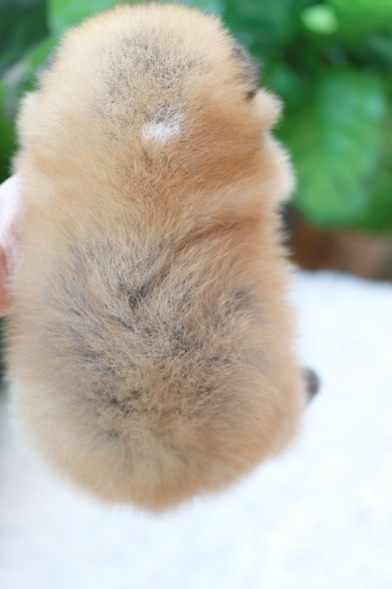 ปอมเมอเรเนียน เพศผู้ สีส้ม