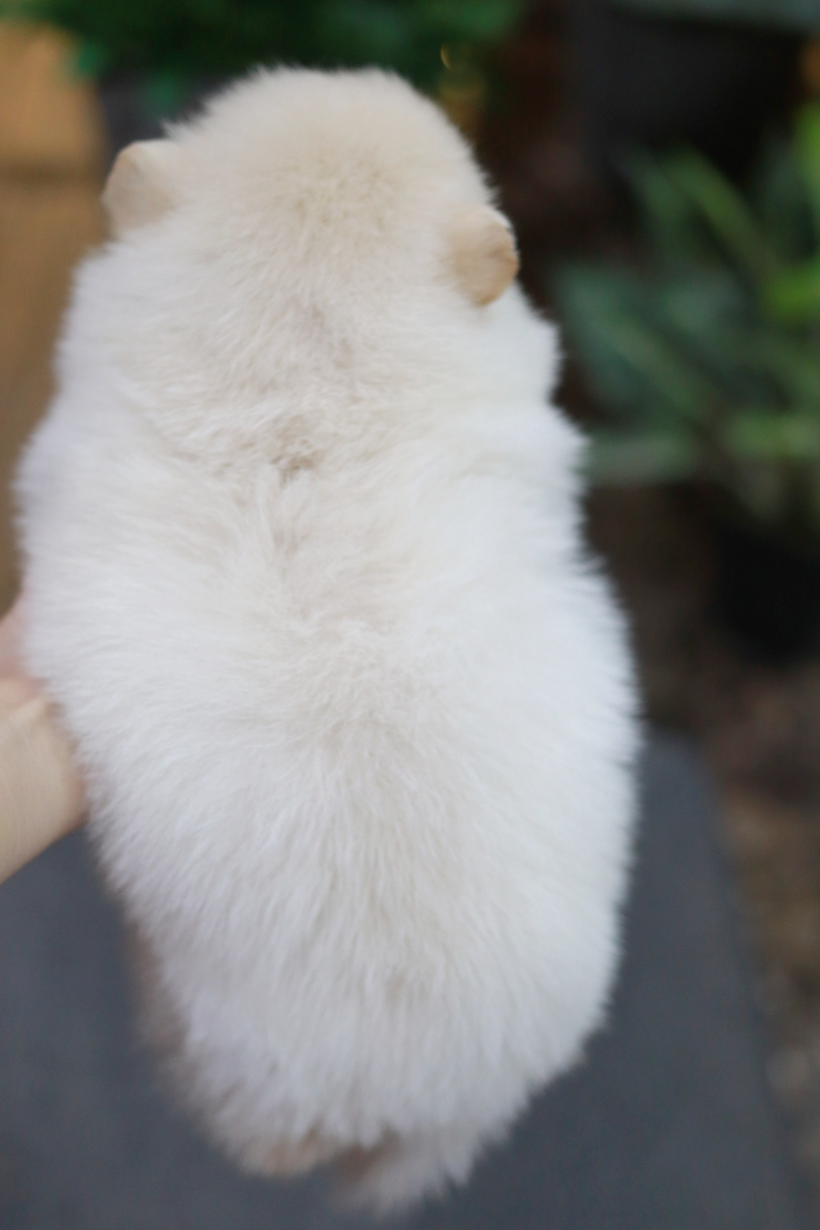 ปอมเมอเรเนียน เพศผู้