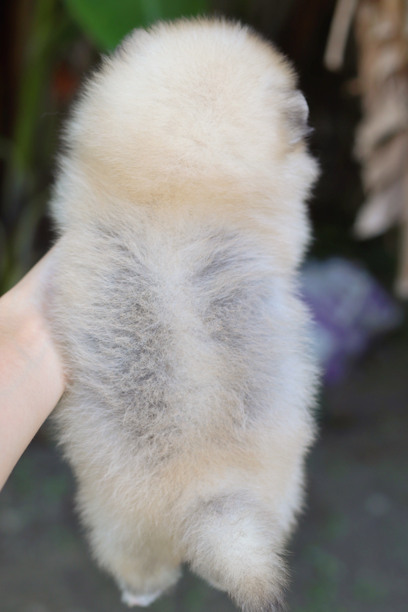 ปอมเมอเรเนียน เพศเมียสีส้ม