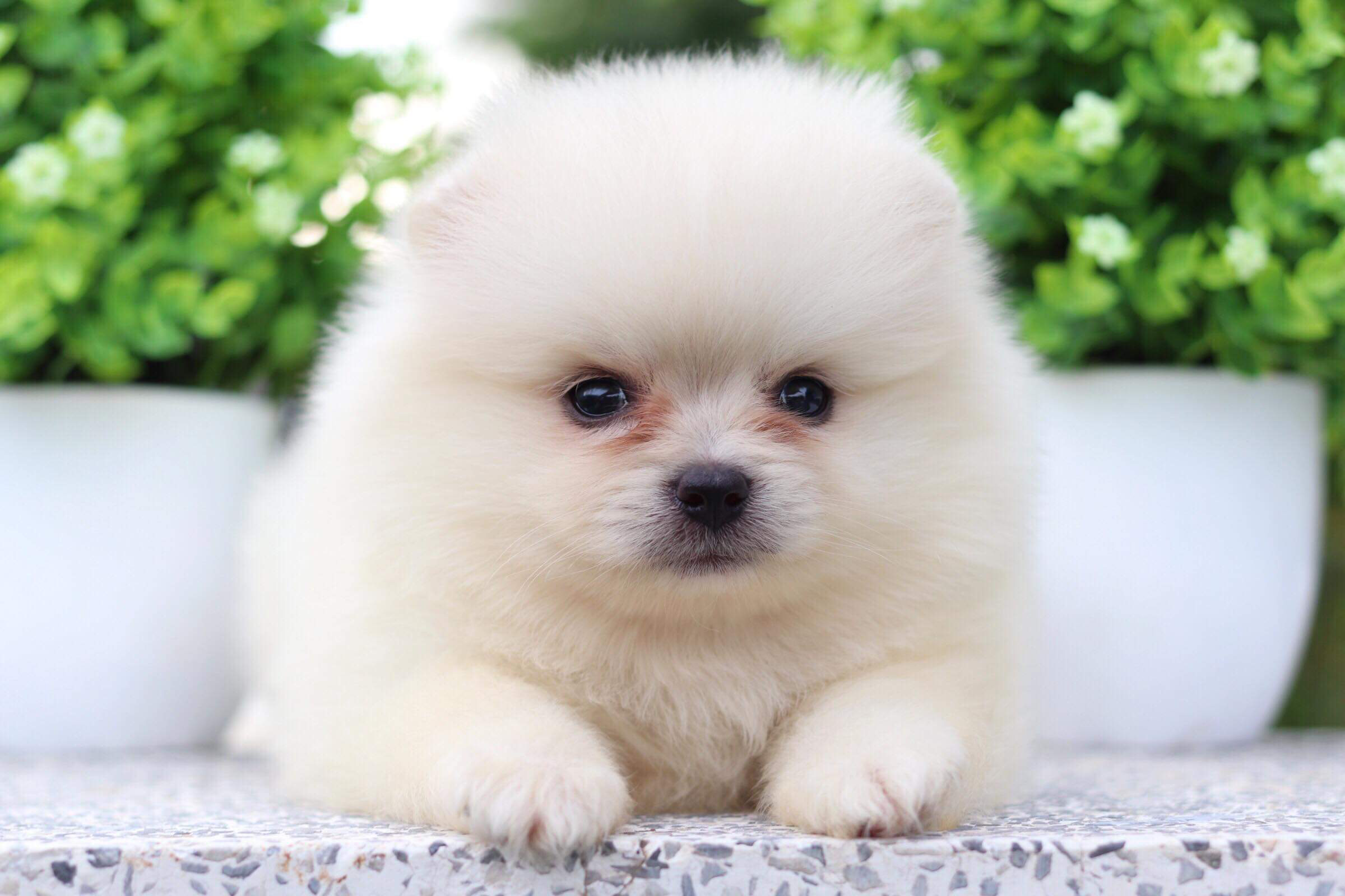 ปอมเมอเรเนียน เพศผู้