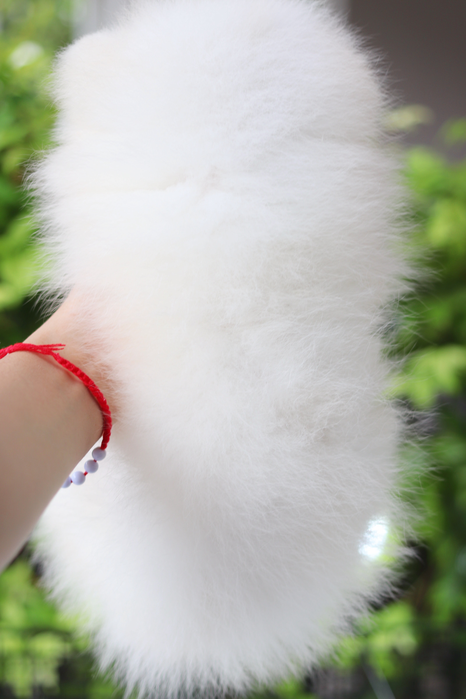 ปอมเมอเรเนียน เพศเมียสีขาวครีม