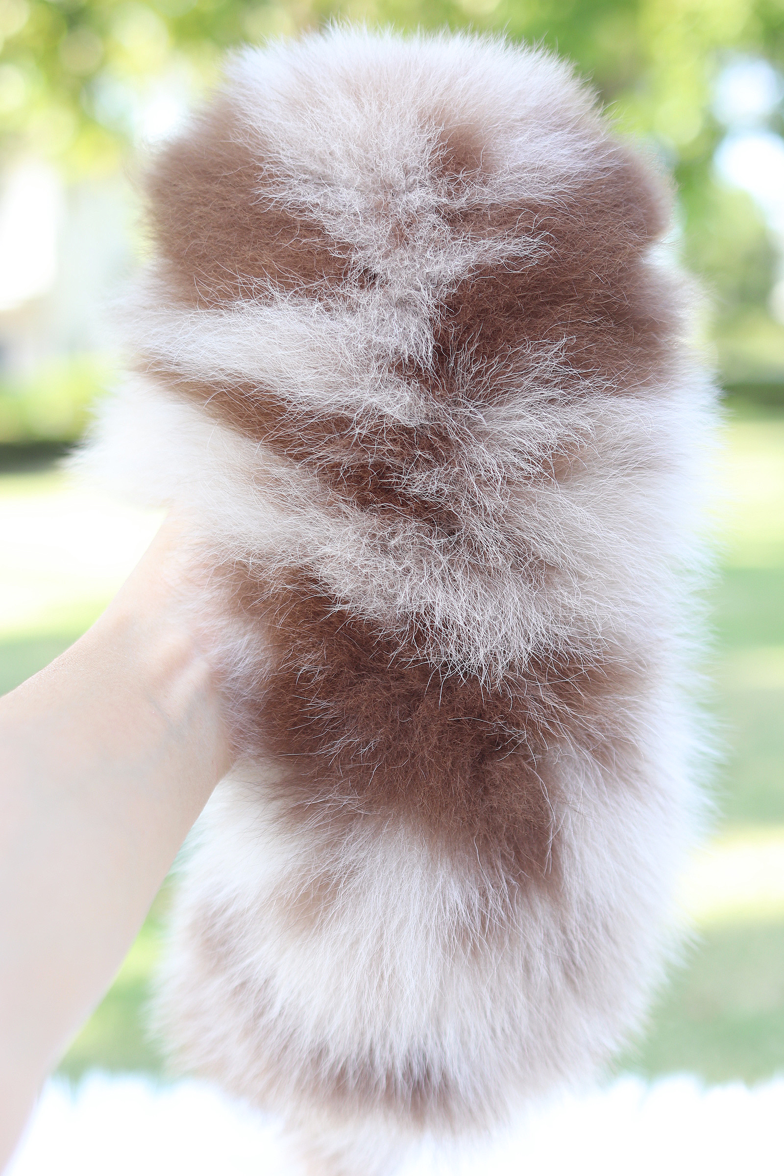 ปอมเมอเรเนียน เพศผู้สีเมอร์เร่