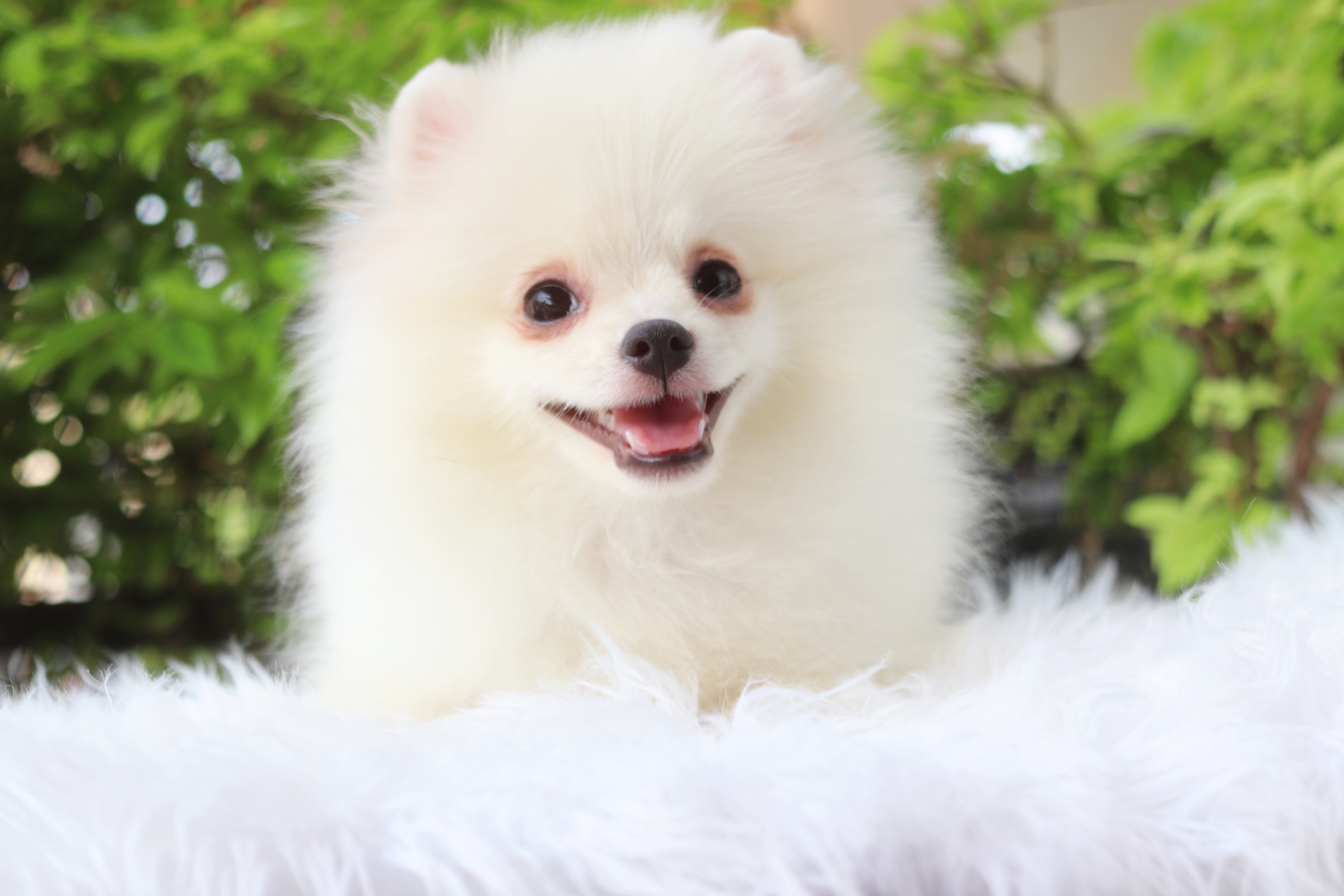 ปอมเมอเรเนียน เพศเมียสีขาวครีม