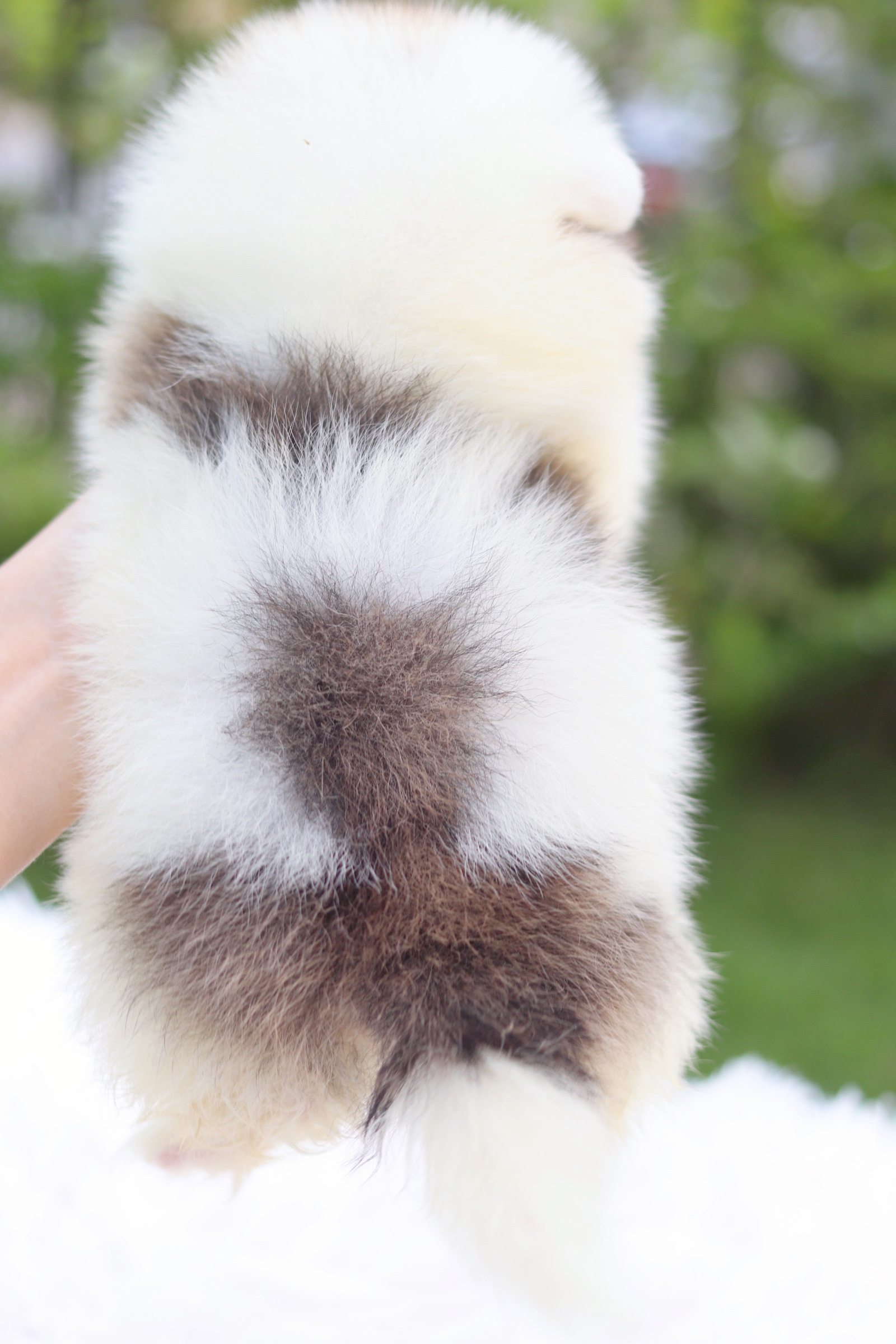 ปอมเมอเรเนียน เพศผู้ แฟนซีไซส์เล็ก