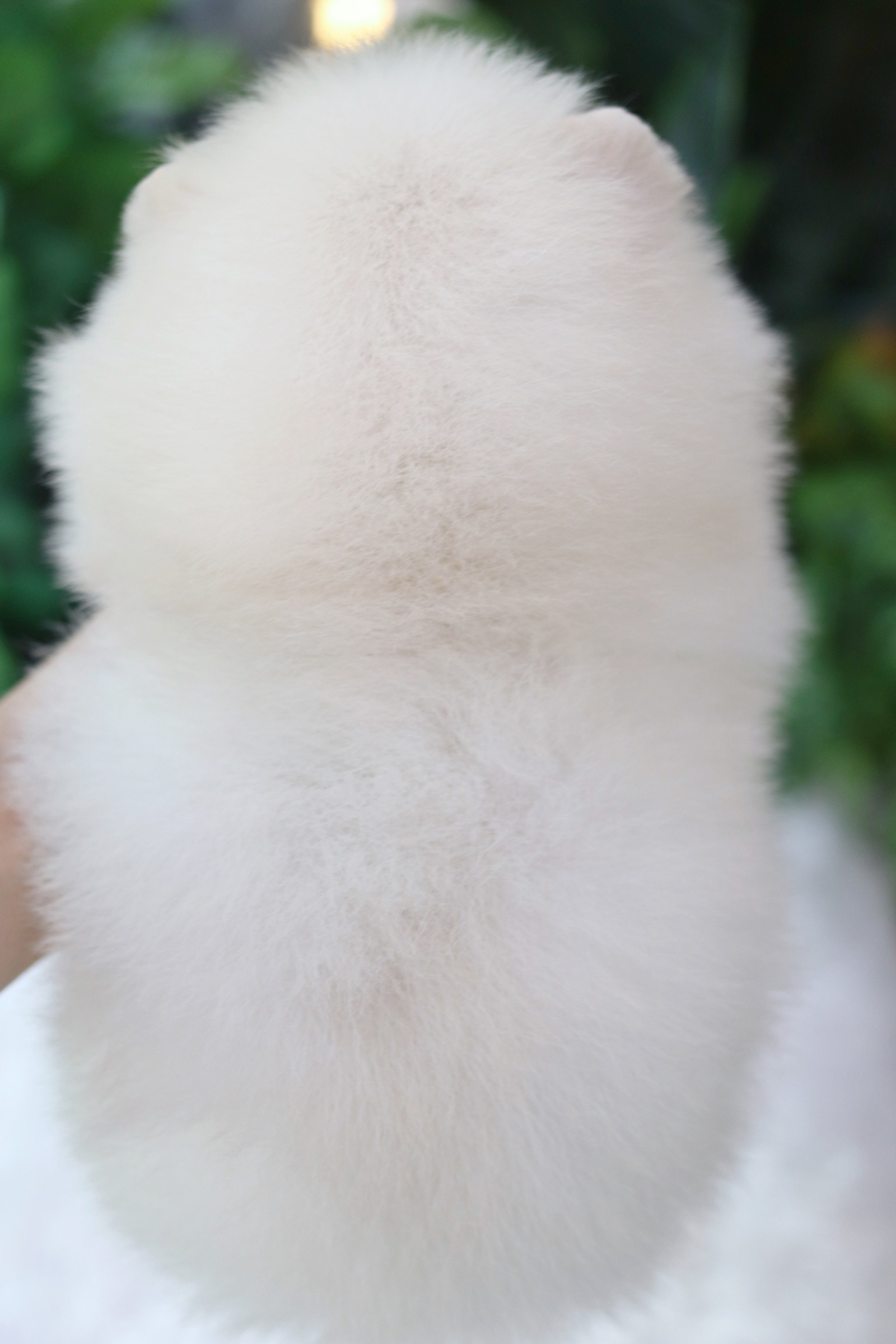 ปอมเมอเรเนียน เพศผู้ สีขาวครีม