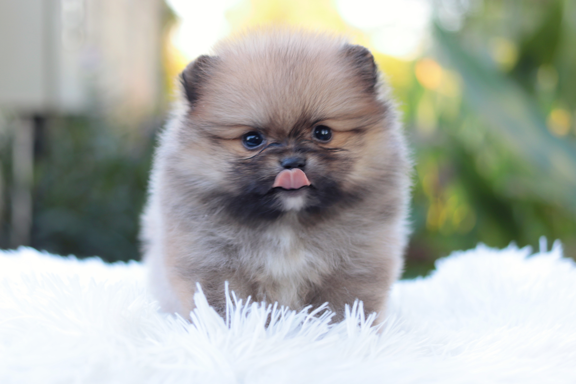 ปอมเมอเรเนียน เพศผู้ สีส้ม