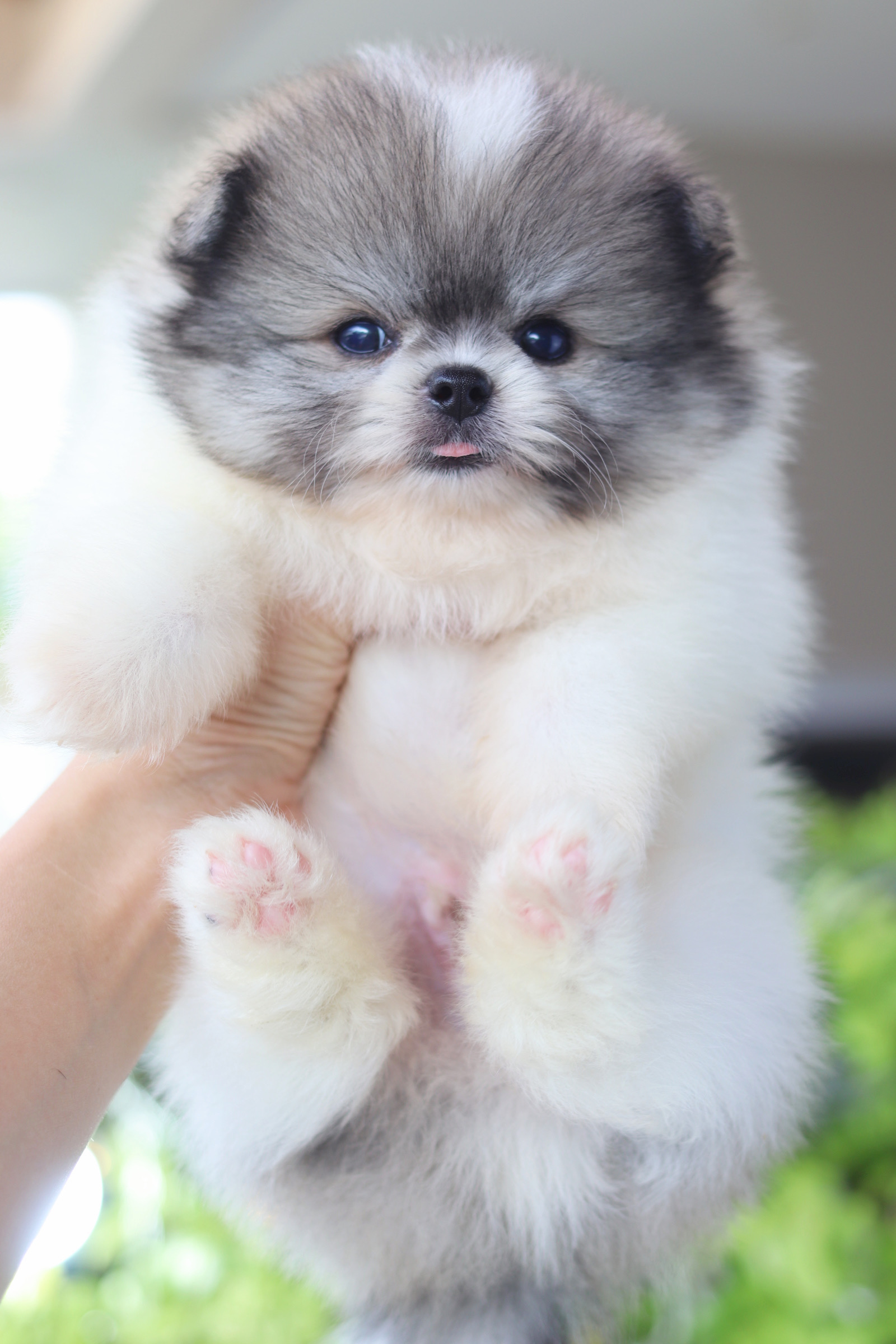 ปอมเมอเรเนียน เพศผู้สีแฟนซี