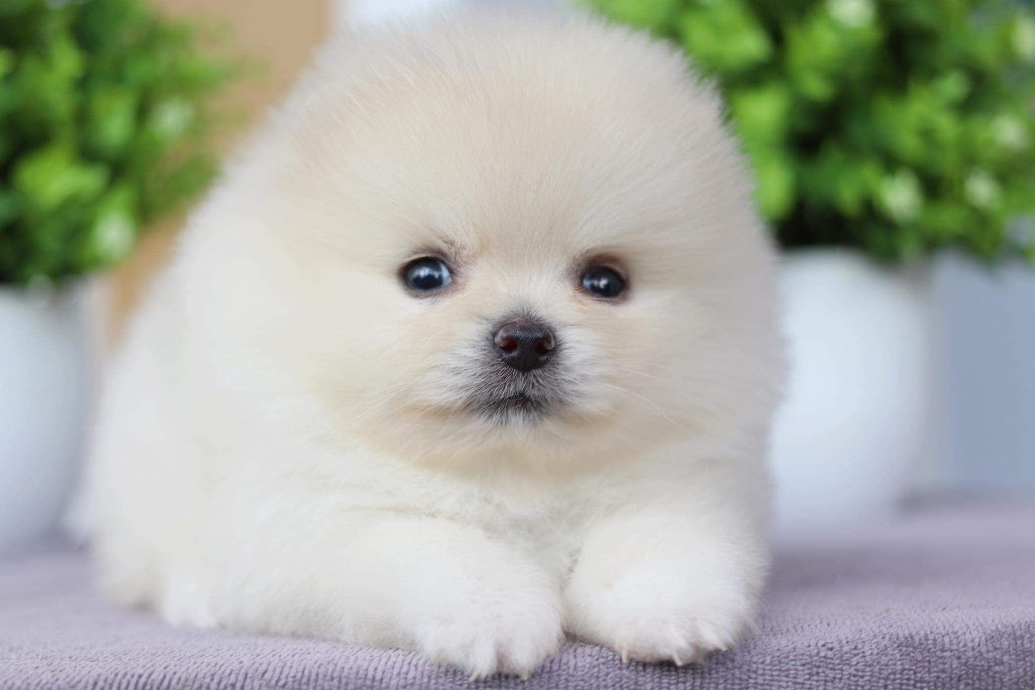 ปอมเมอเรเนียน เพศเมีย