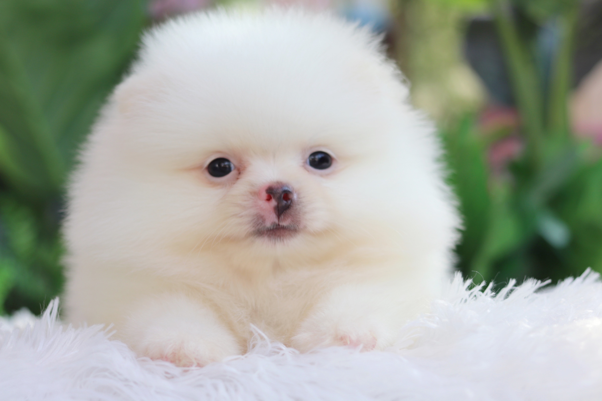 ปอมเมอเรเนียน เพศผู้ สีขาว