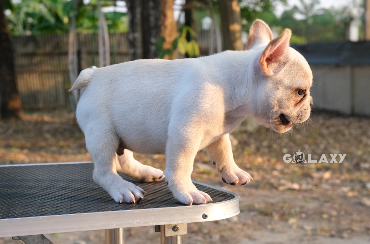 หนุ่มน้อย สีครีม หน้าหวาน กะโหลกใหญ่ นิสัยขี้อ้อน สายเลือดไทยแชมป์เปี้ยน,ทำวัคซีนถ่ายพยาธิเรียบร้อย ลูกสุนัขสุขภาพจิตดี สนใจติดต่อได้เลยค่ะ 0929918888