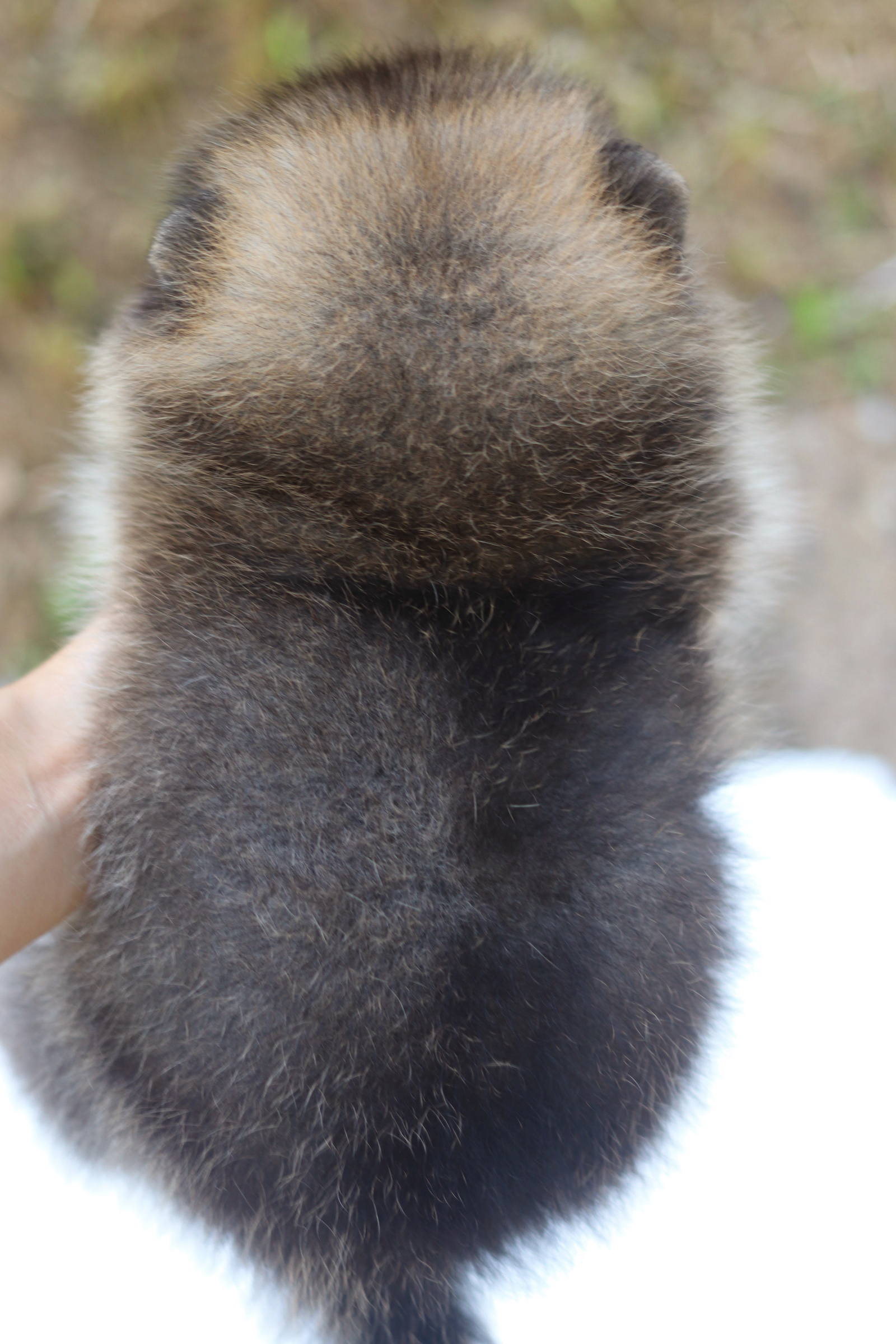 ปอมเมอเรเนียน เพศผู้ สีส้ม