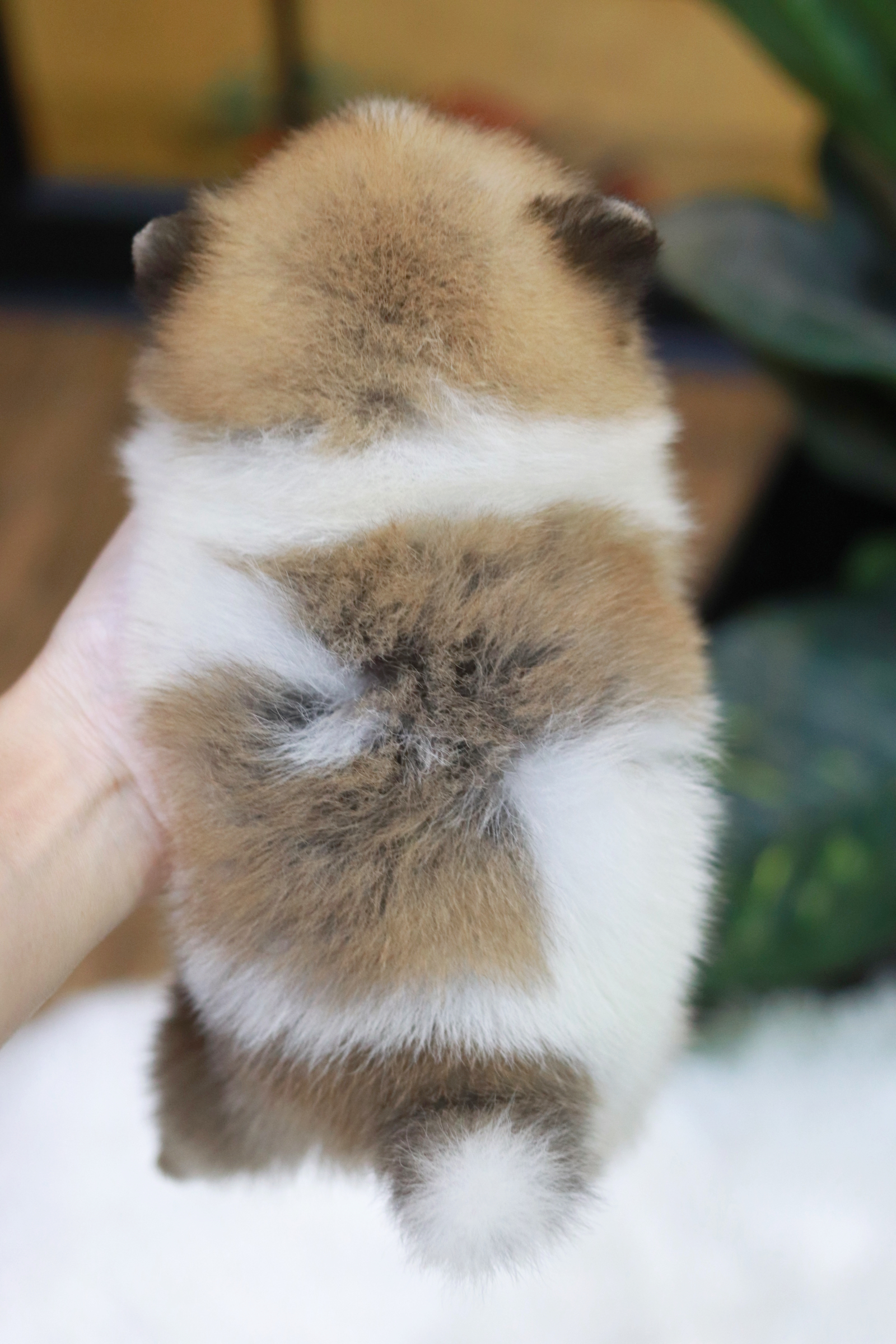 ปอมเมอเรเนียน เพศเมีย