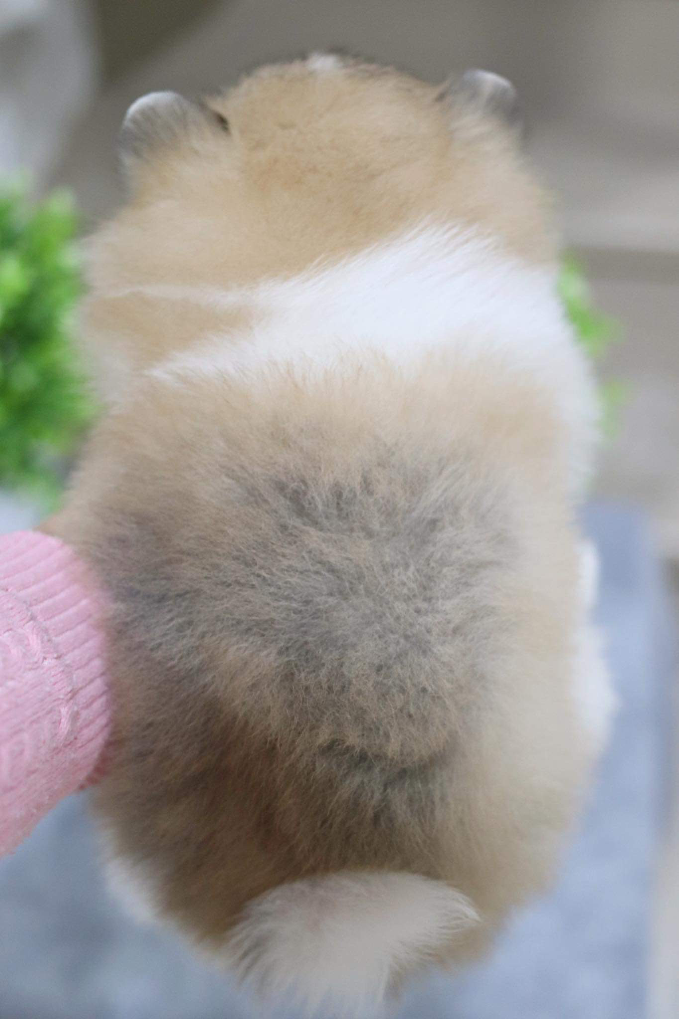 ปอมเมอเรเนียน เพศเมีย