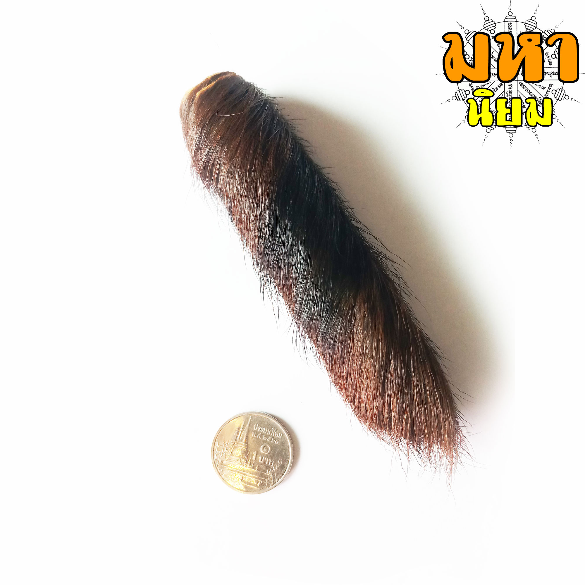 ตะกรุดหนังเสือ (เสือไฟ) หลวงพ่อเปิ่น วัดบางพระ จ.นครปฐม