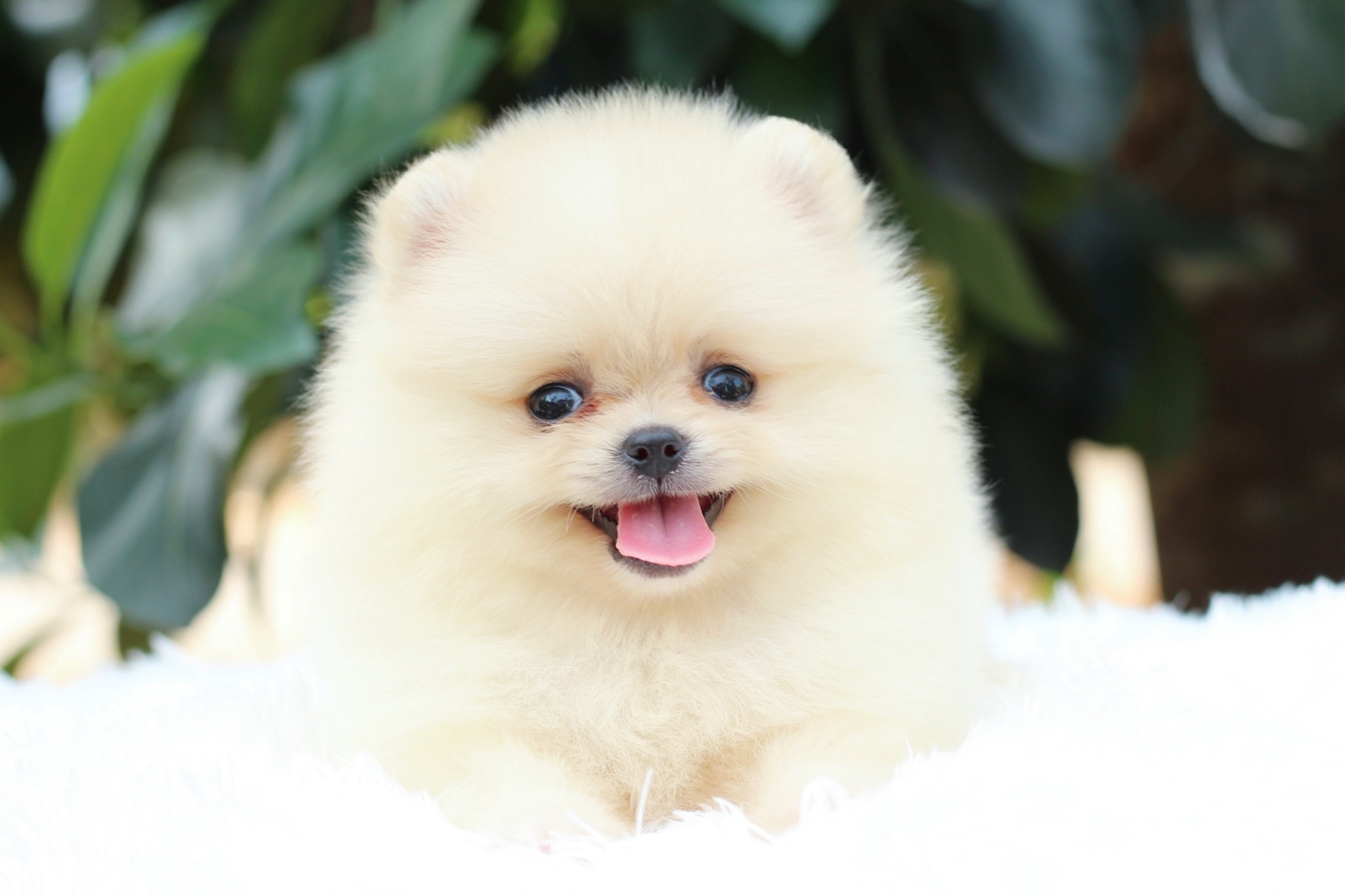 ปอมเมอเรเนียน เพศผู้สีครีม