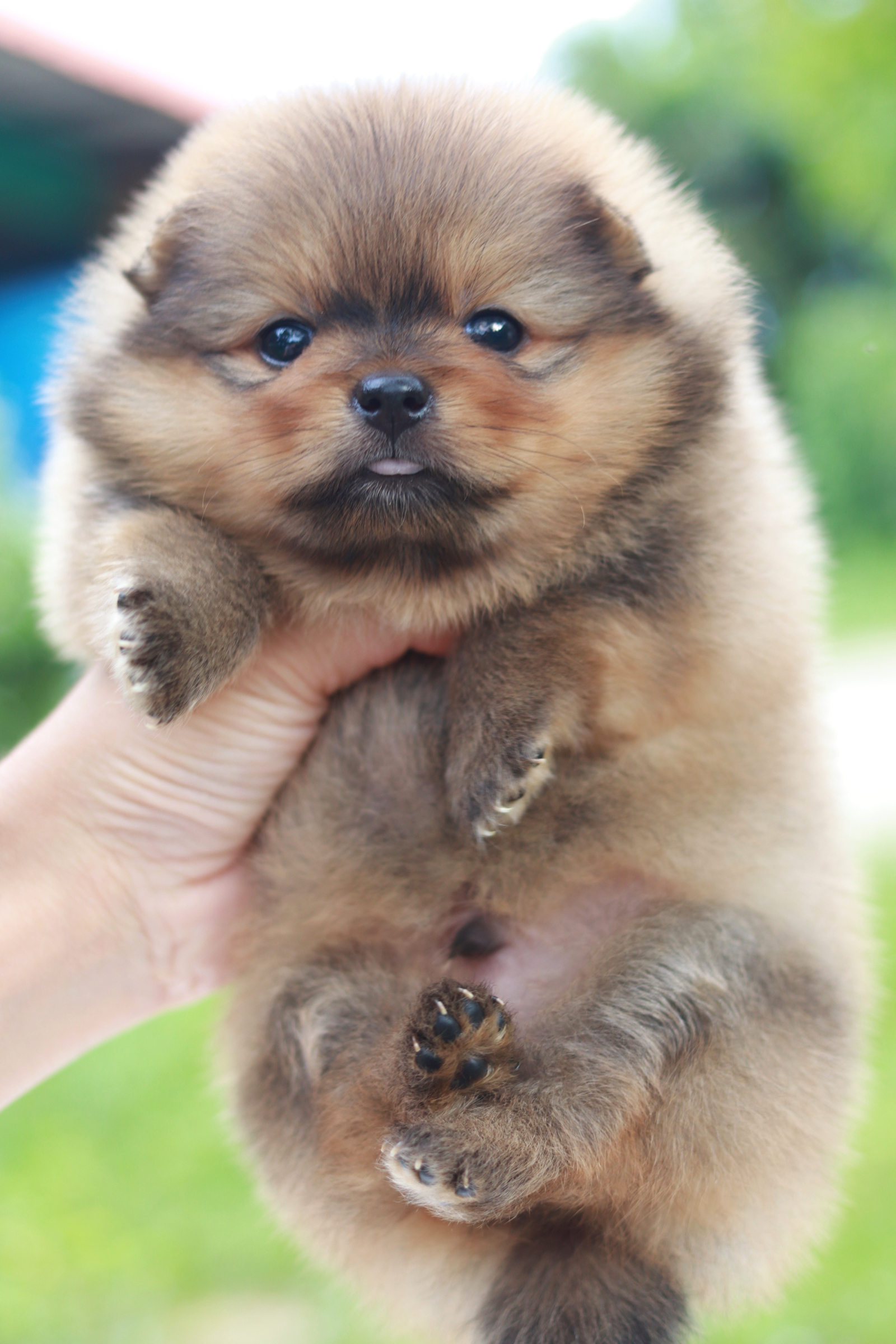 ปอมเมอเรเนียน เพศผู้ สีส้ม หน้าหมี