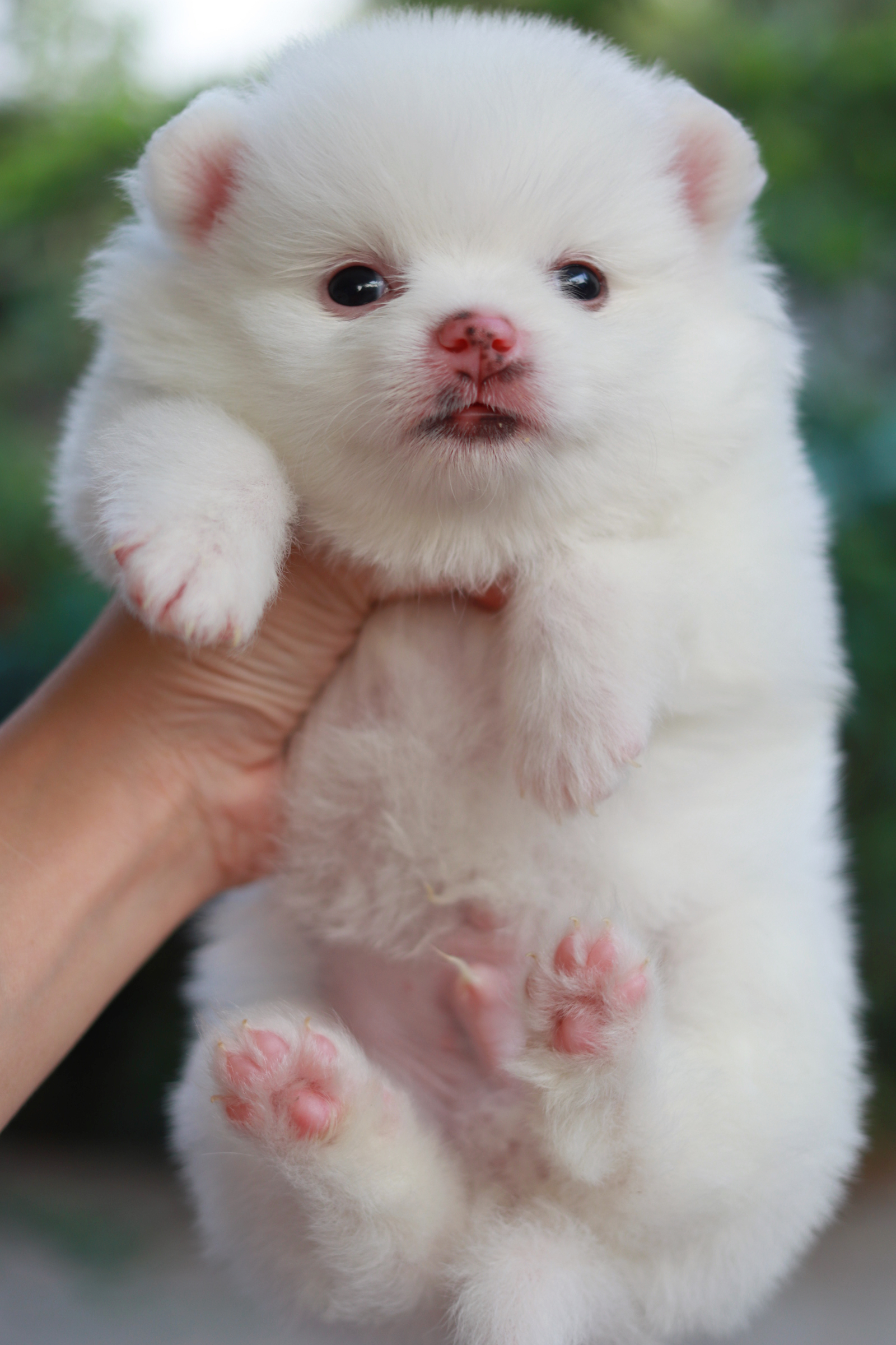 ปอมเมอเรเนียน เพศผู้ขาว หน้าธรรมดา