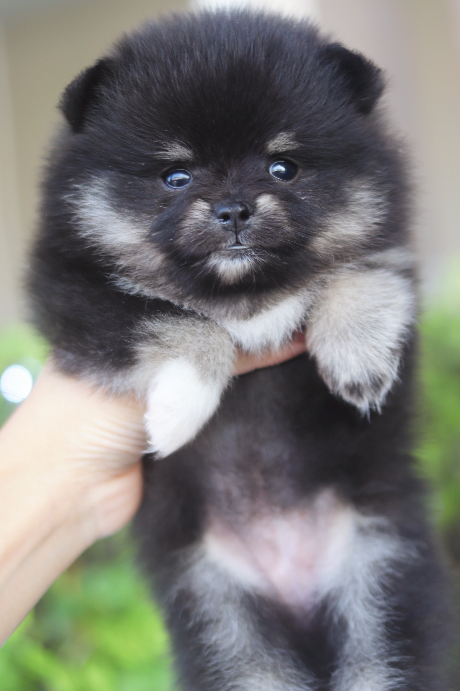 ปอมเมอเรเนียน เพศเมียสีแบล็คแทน