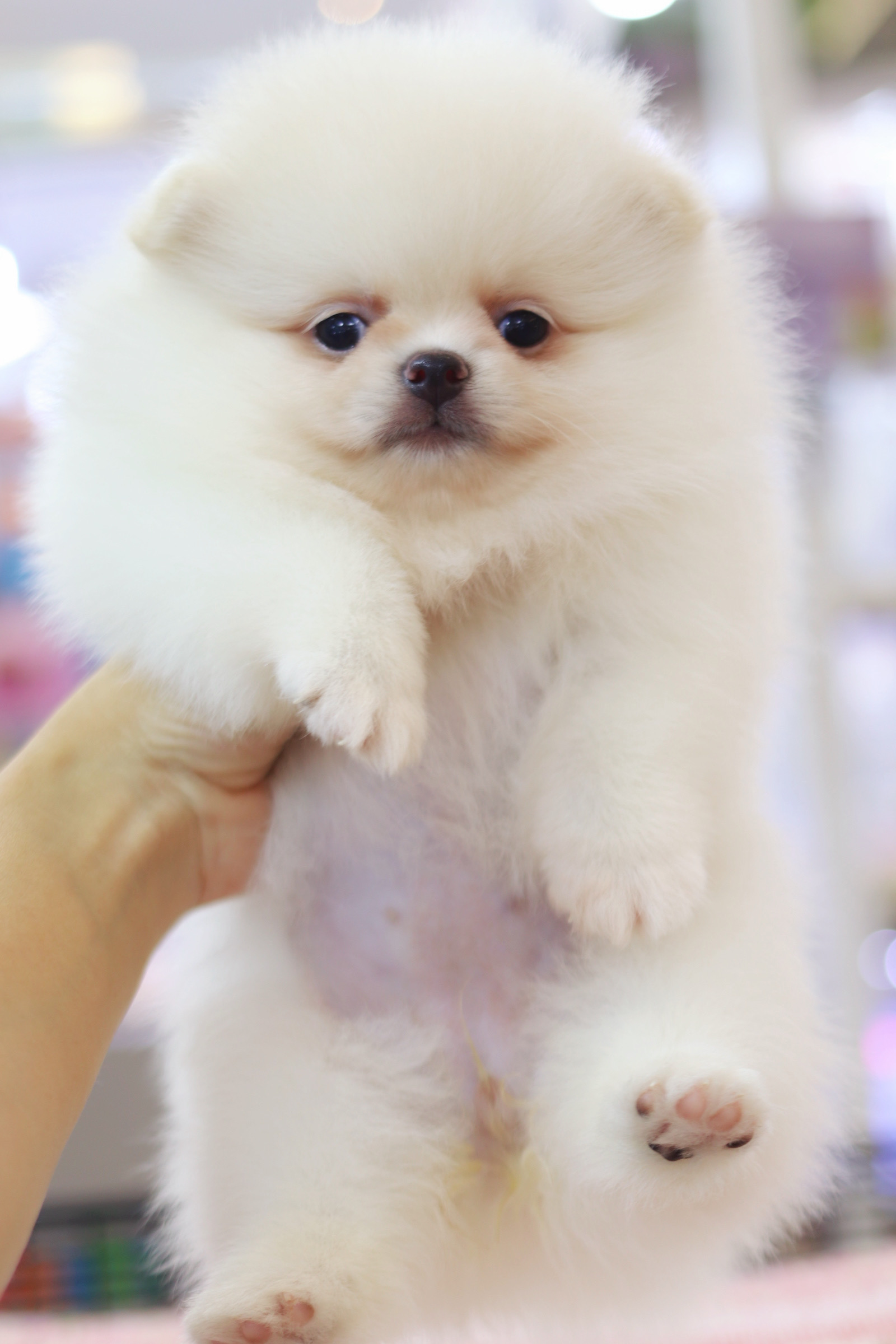 ปอมเมอเรเนียน เพศเมียสีขาวครีม เกรดโชว์