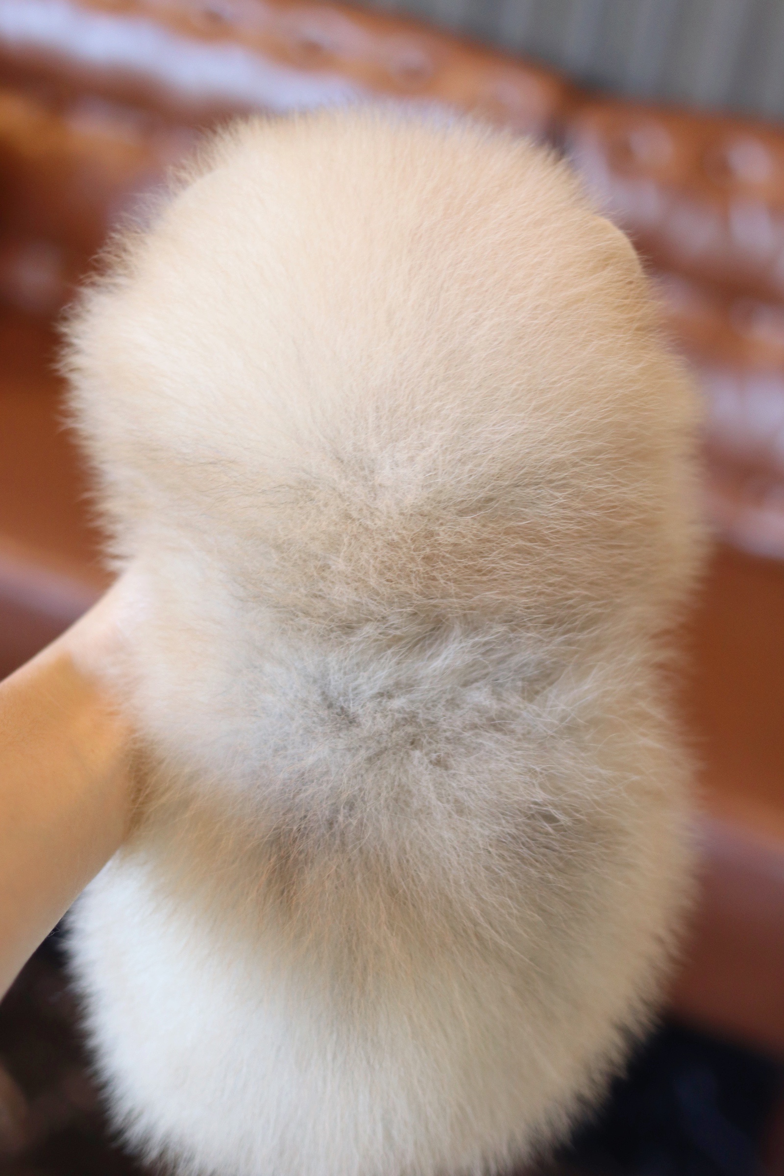 ปอมเมอเรเนียน เพศเมีย