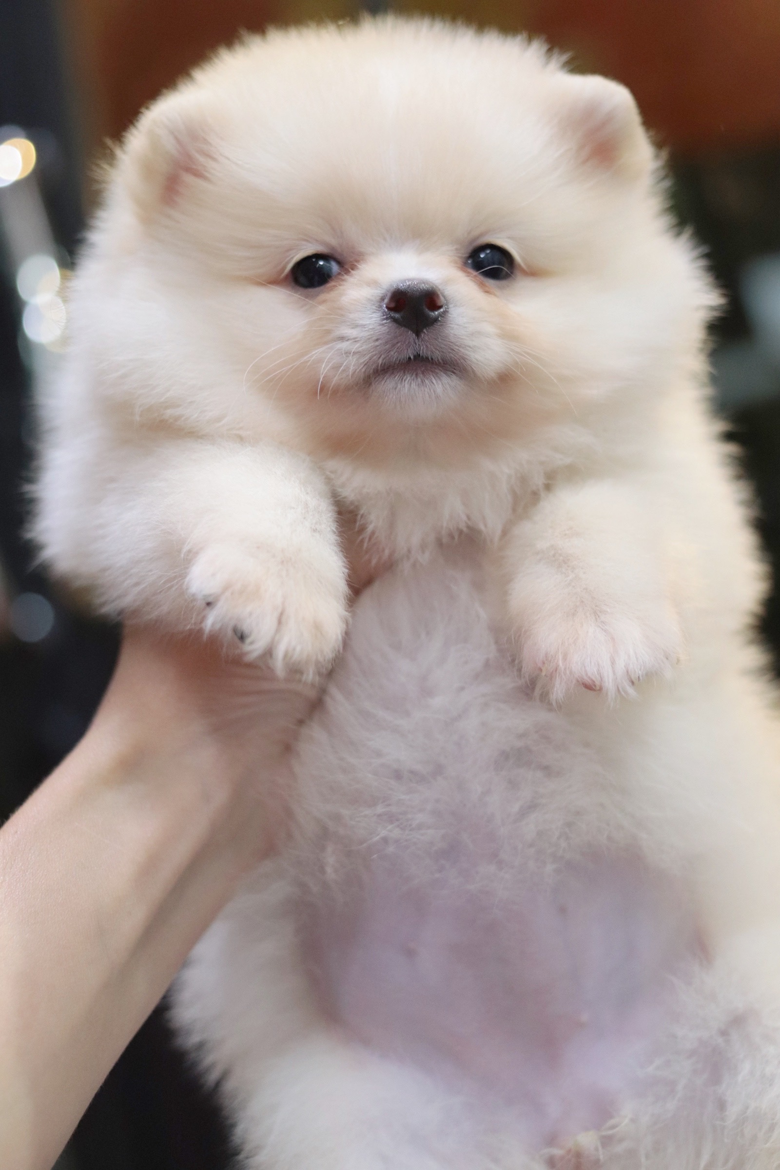 ปอมเมอเรเนียน เพศเมียสีขาวครีม