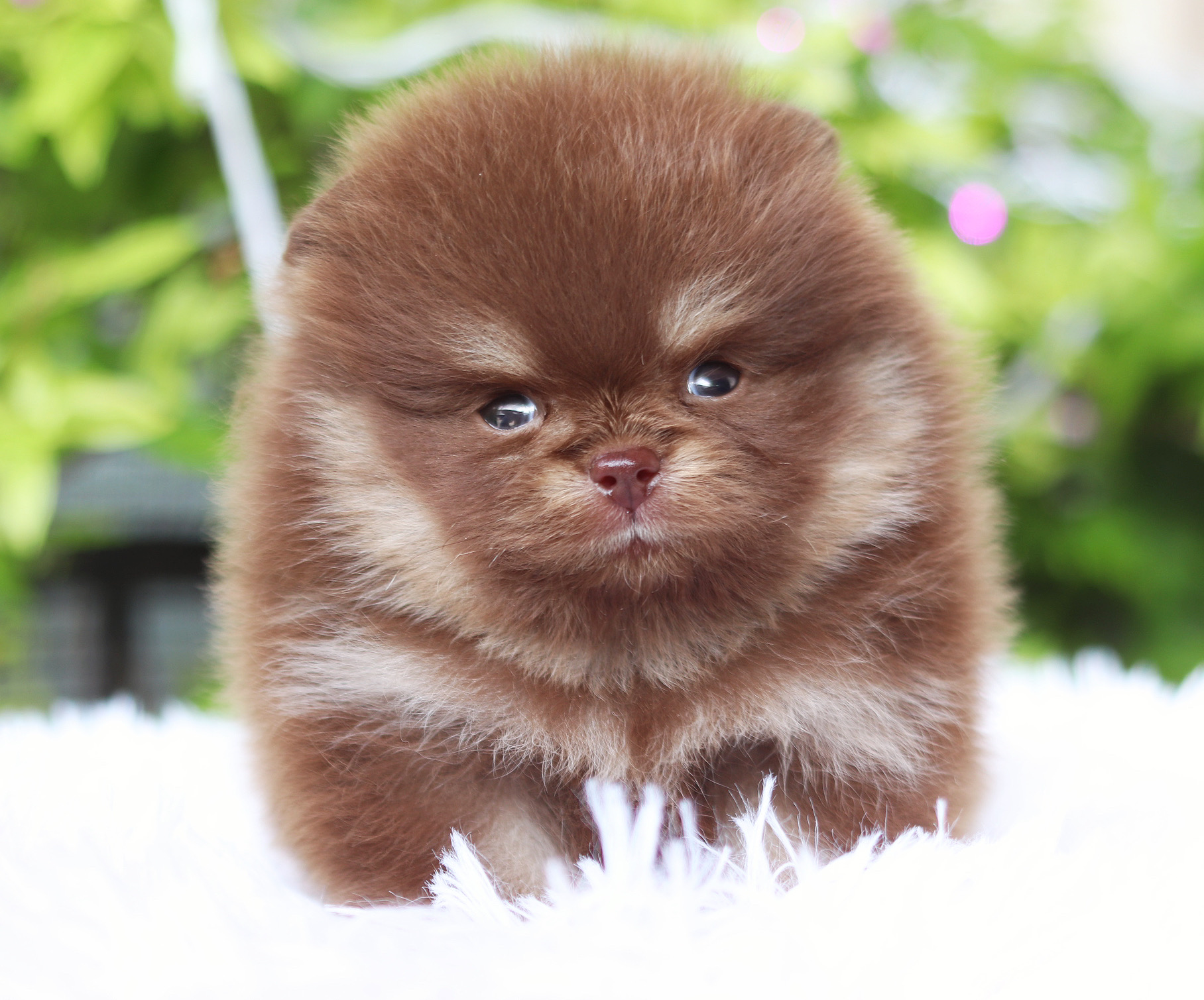 ปอมเมอเรเนียน เพศผู้ สีช็อคแทนเกรดโชว์