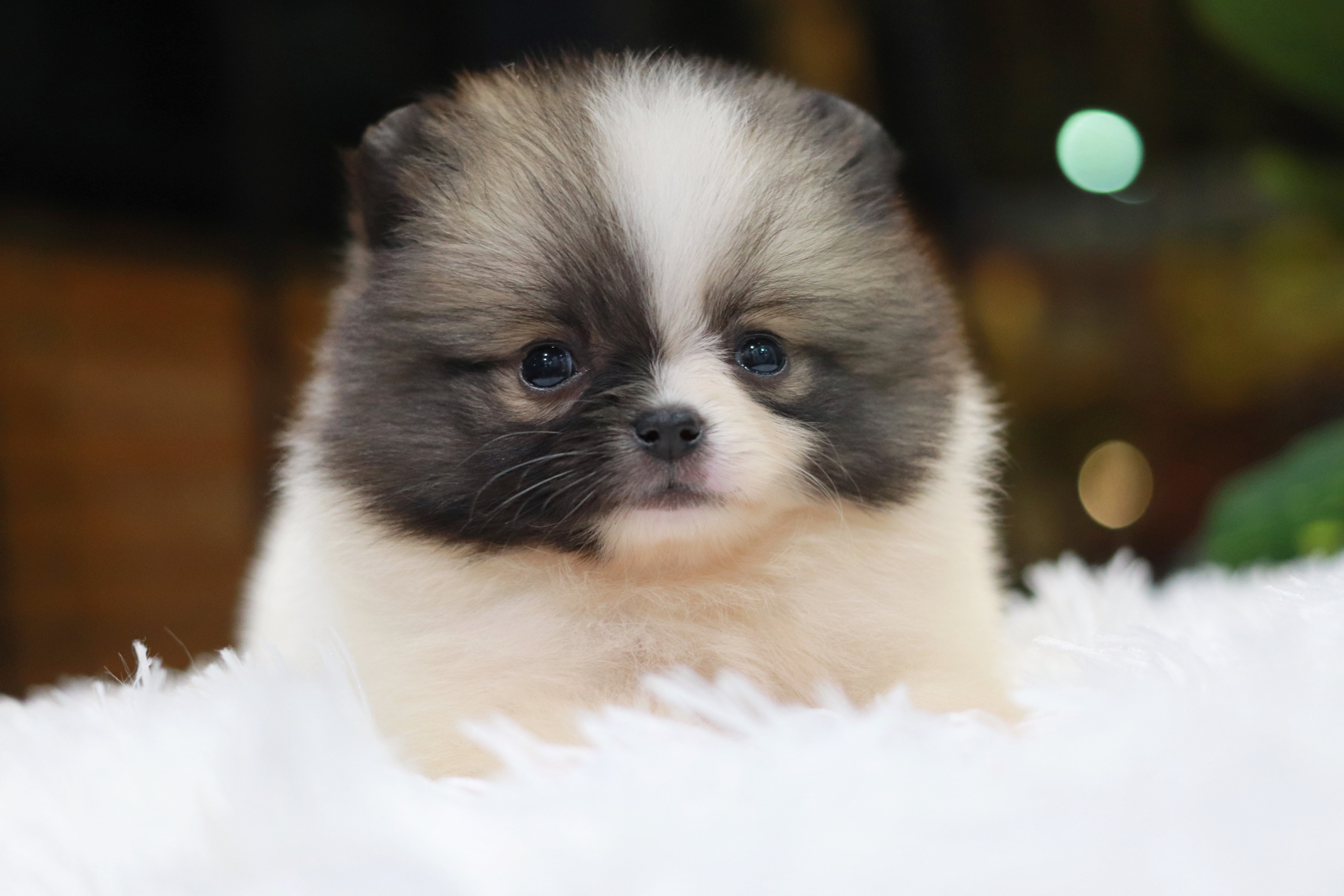 ปอมเมอเรเนียน เพศเมีย