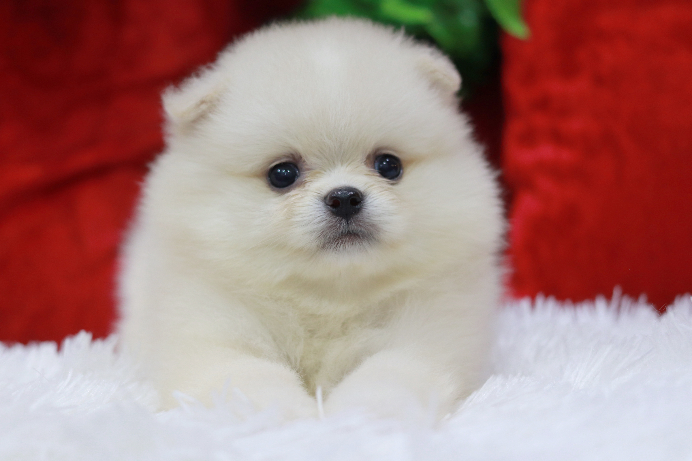 ปอมเมอเรเนียน เพศเมียสีขาวครีม ขนแน่นๆ