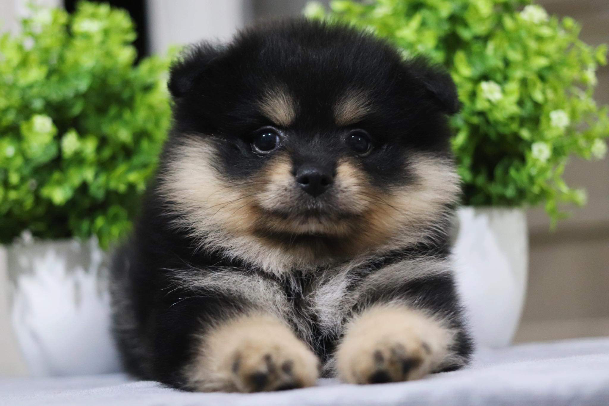 ปอมเมอเรเนียน เพศผู้