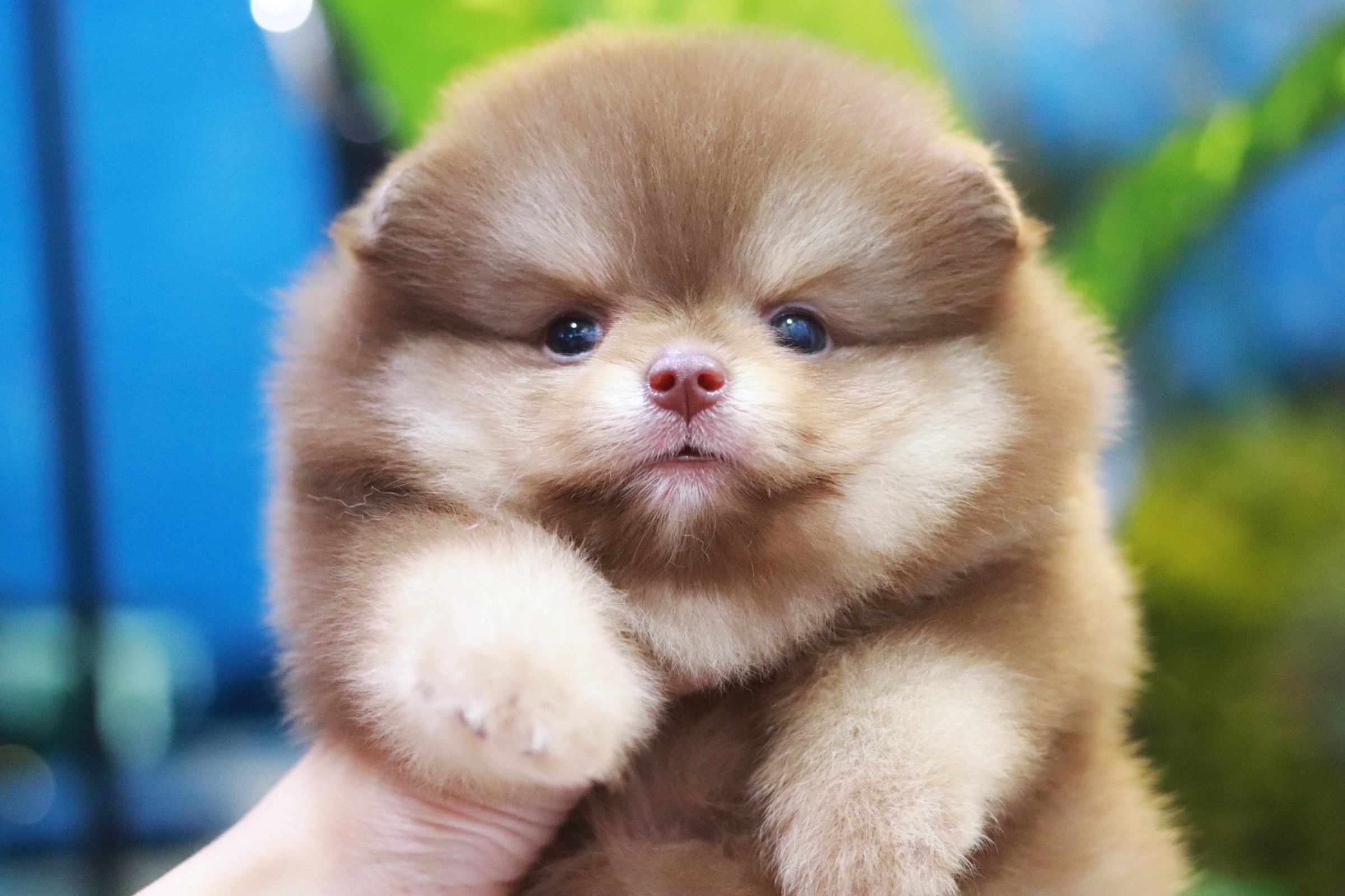 ปอมเมอเรเนียน เพศผู้ ช็อคโกแลต&แทน