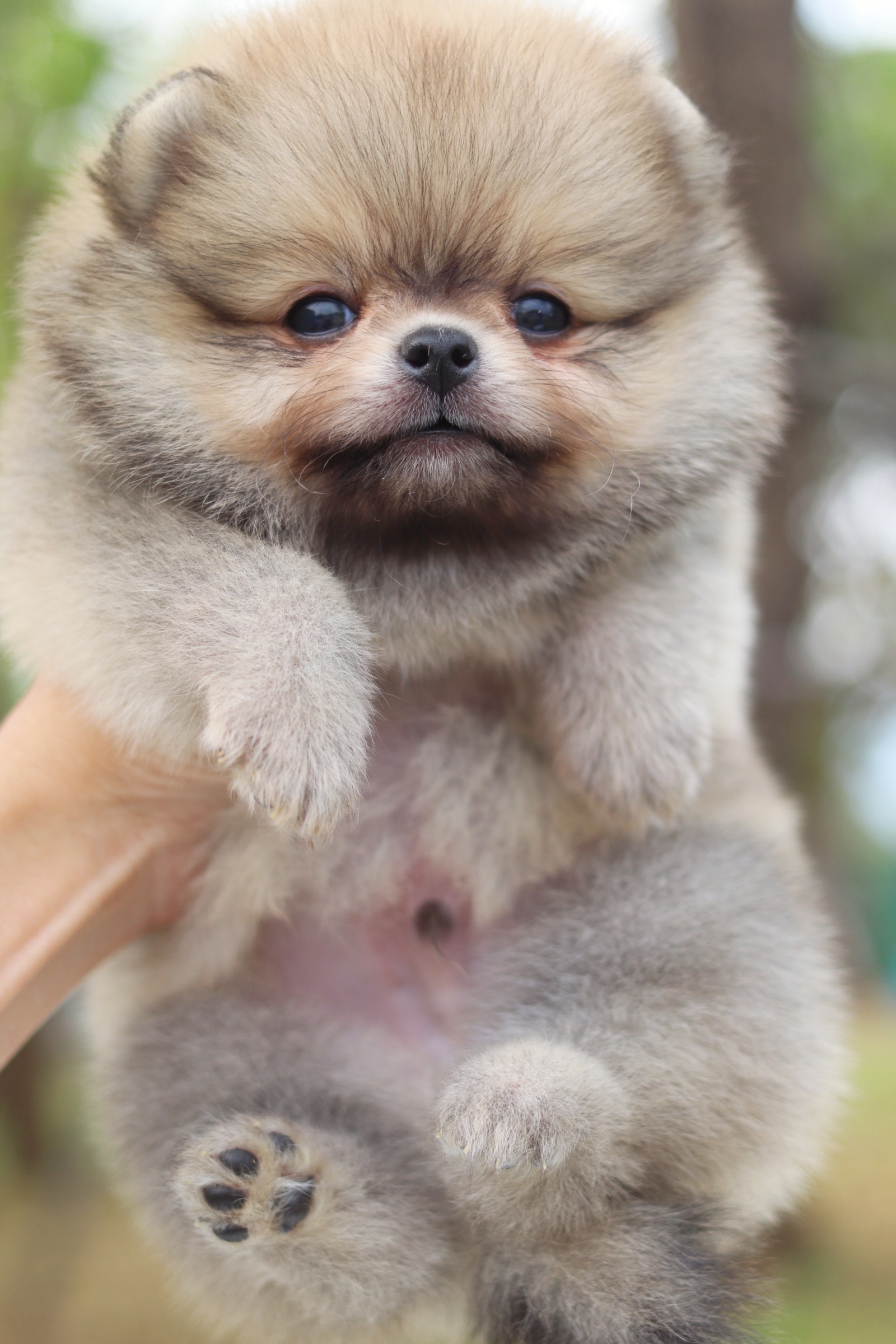 ปอมเมอเรเนียน เพศผู้สีส้มไซส์เล็ก