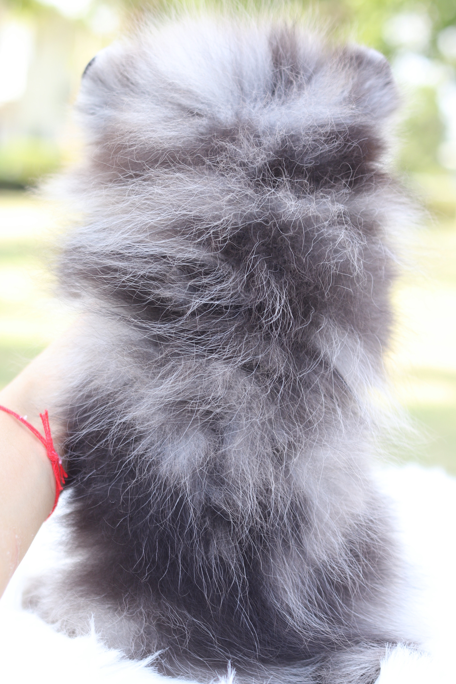 ปอมเมอเรเนียน เพศเมียสีเมอร์เร่