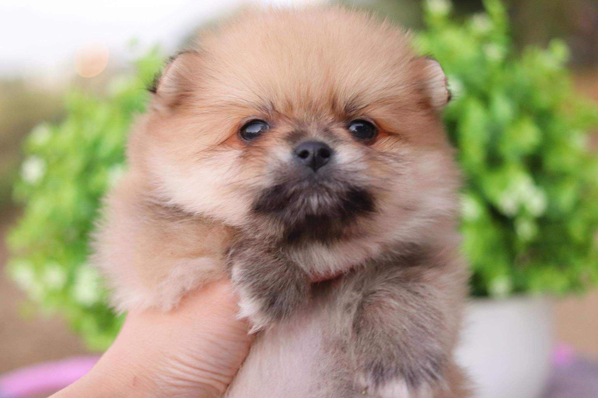 ปอมเมอเรเนียน เพศผู้