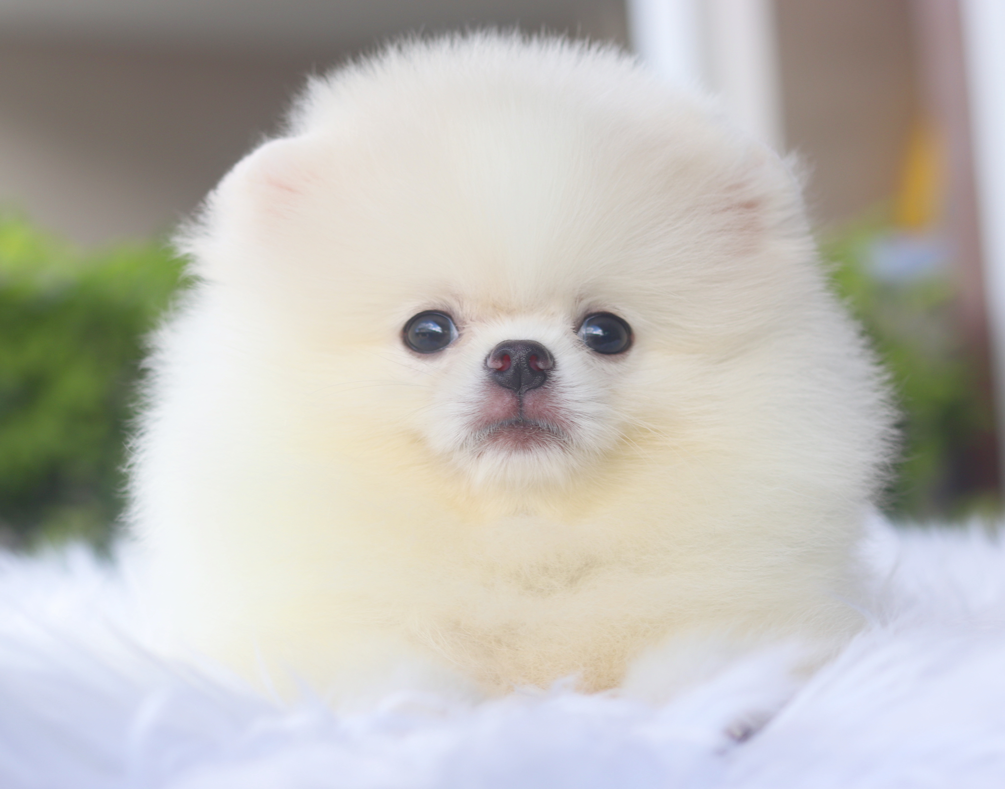 ปอมเมอเรเนียน เพศผู้ สีขาวครีม