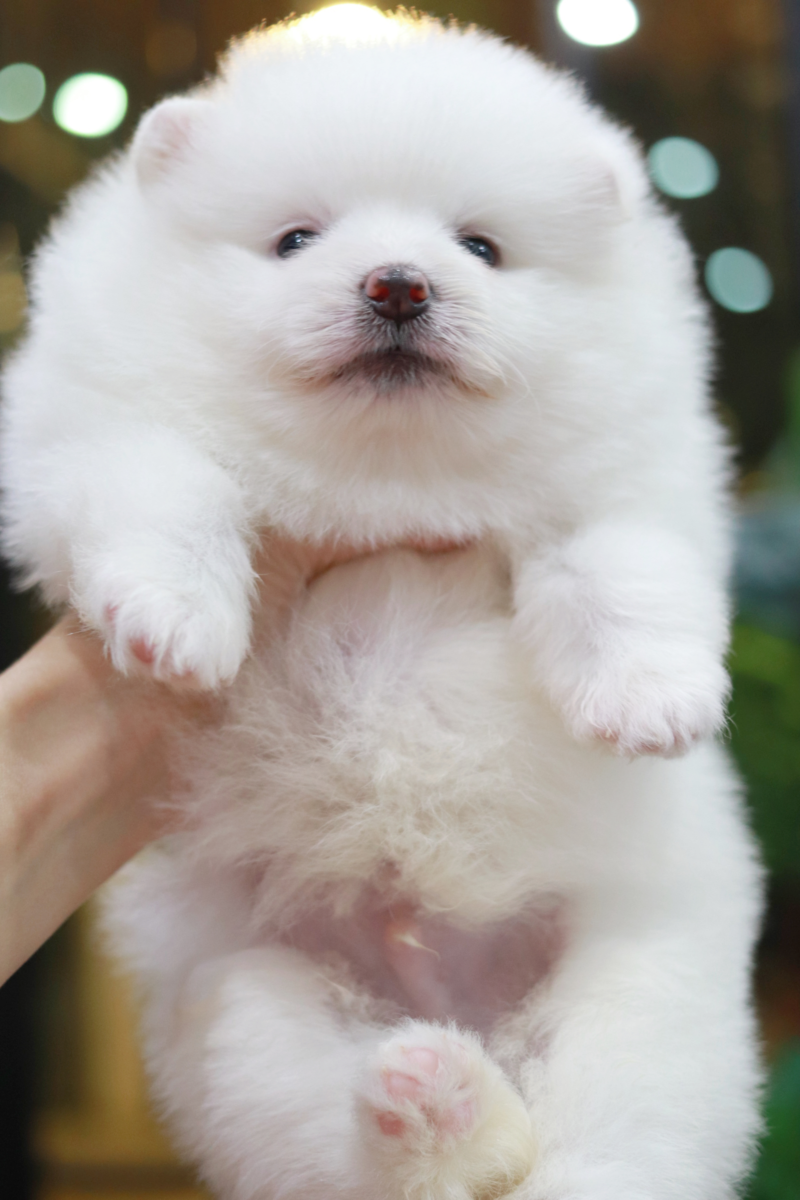 ปอมเมอเรเนียน เพศผู้ขาว ไซส์ปกติอ้วนๆเลยจ้า