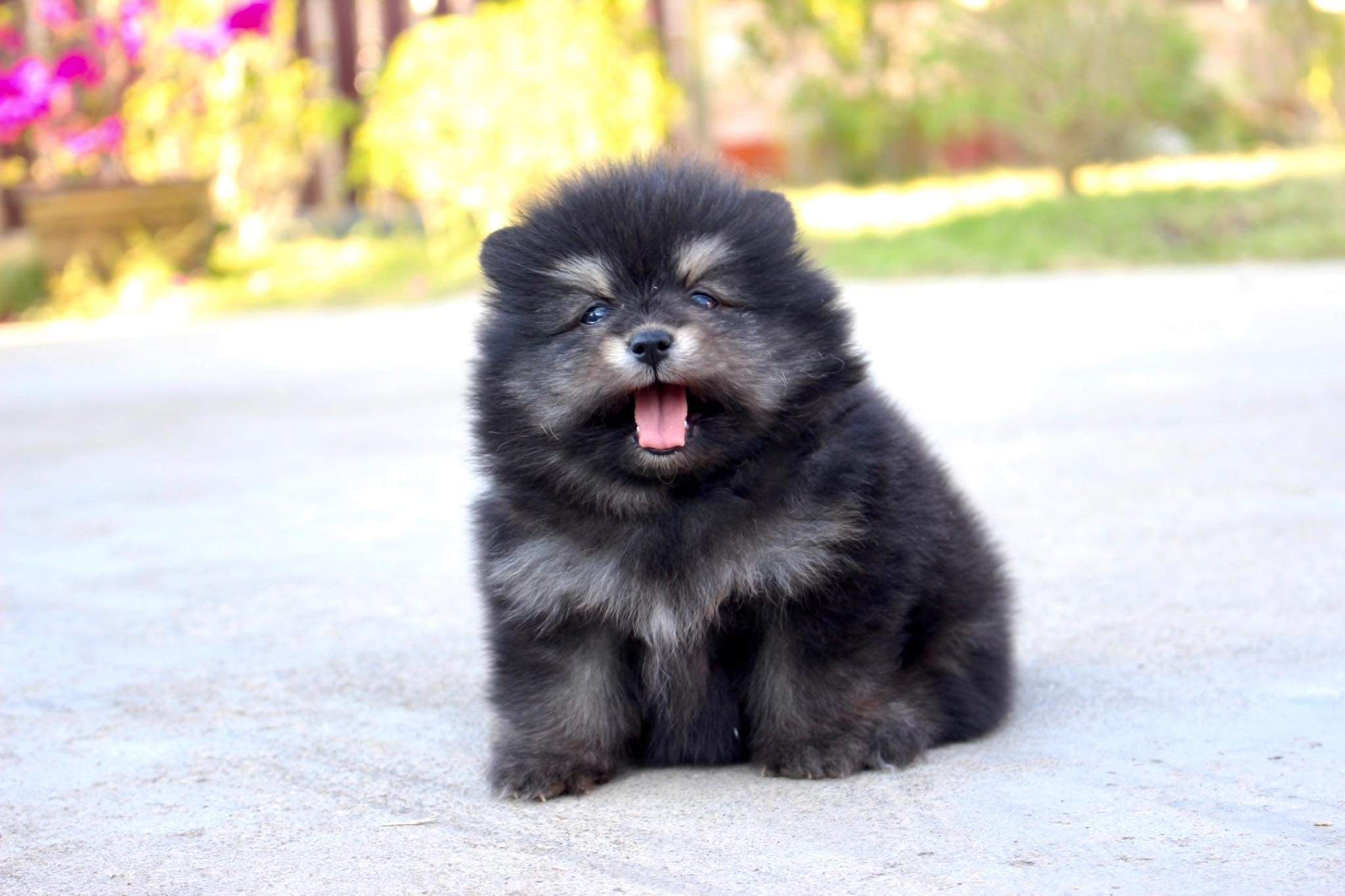 ปอมเมอเรเนียน เพศผู้ แบล็คแทน