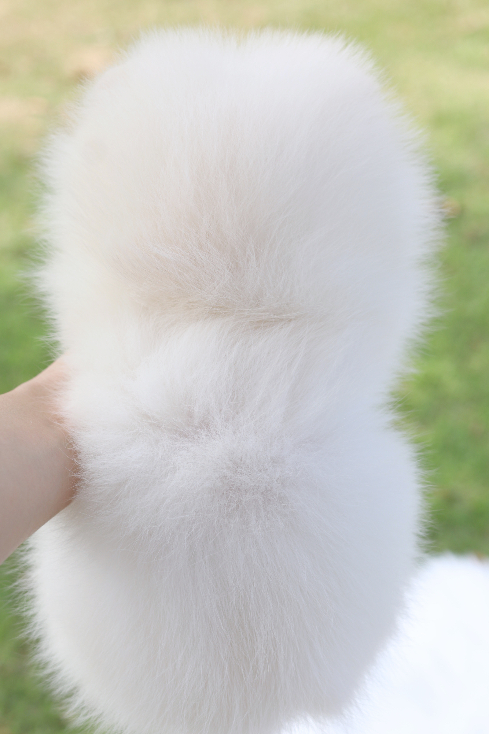 ปอมเมอเรเนียน เพศเมียสีขาวครีม