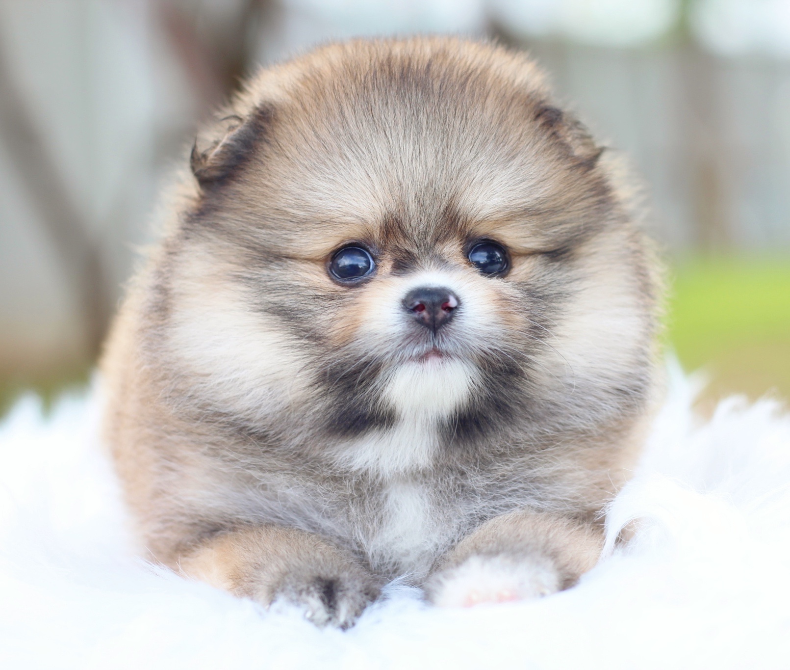 ปอมเมอเรเนียน เพศผู้สีส้ม