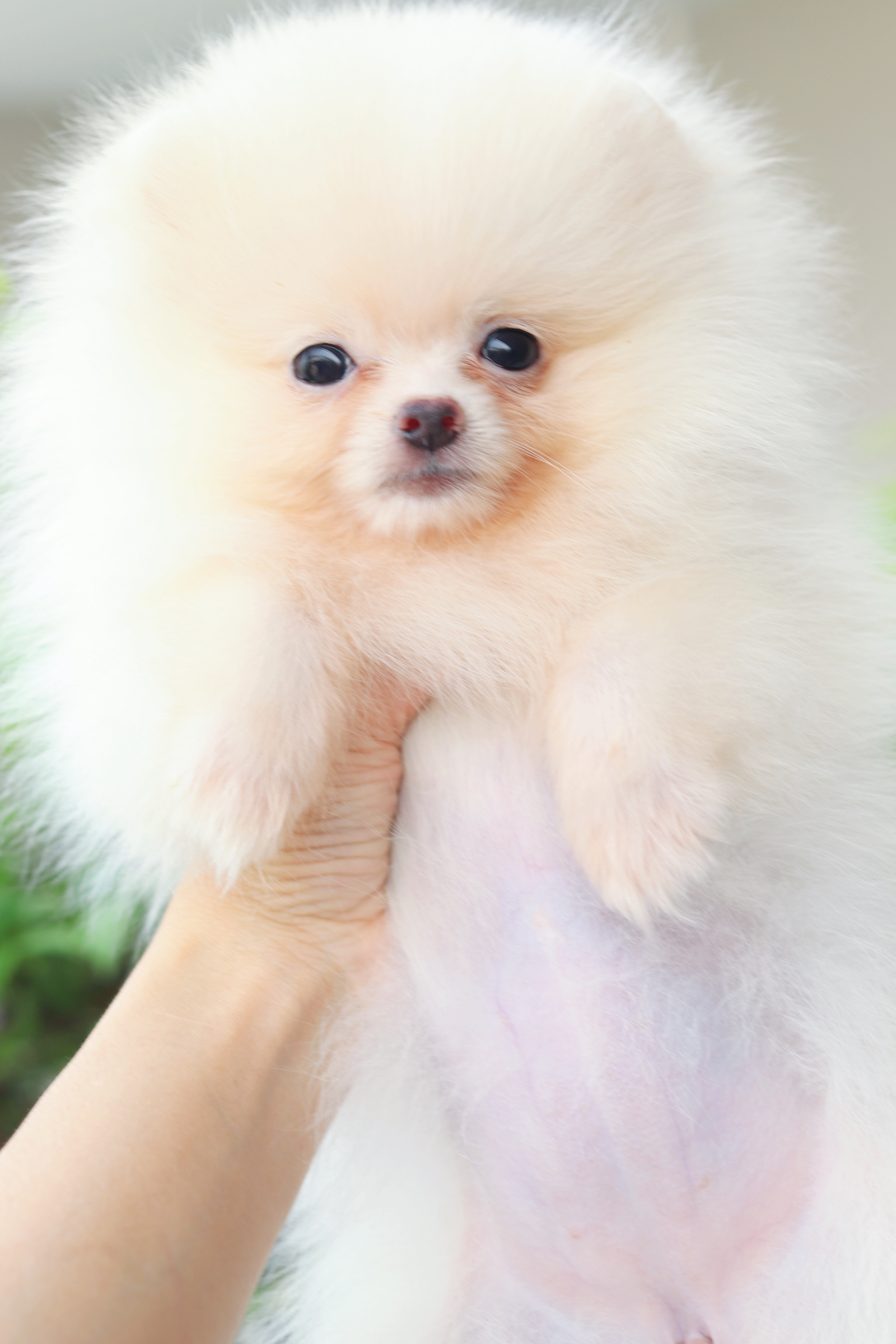 ปอมเมอเรเนียน เพศเมียสีขาวครีม