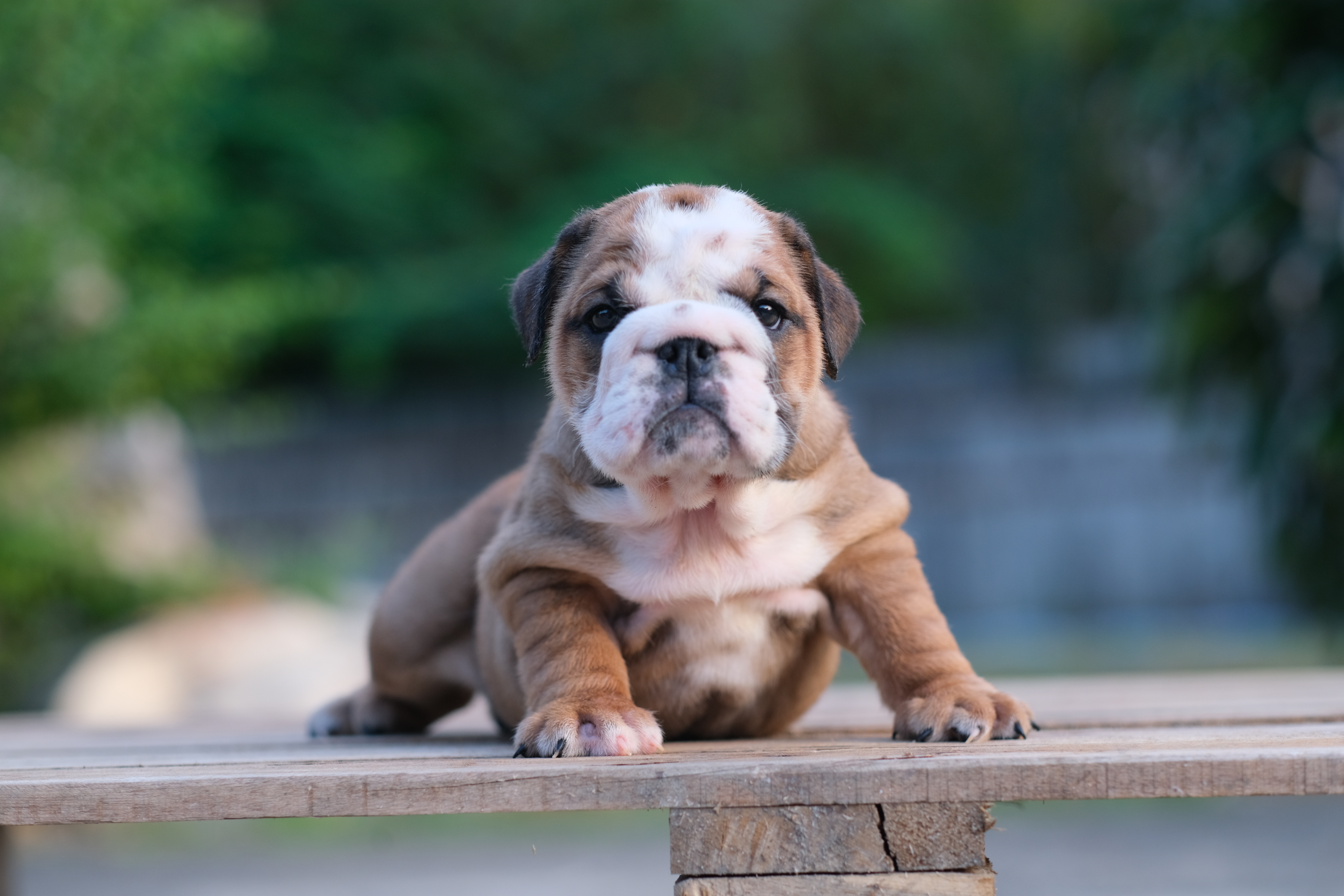 สาวน้อยหมูอ้วน English Bulldog หน้าย่นๆ ยับๆ สายเลือดแชมป์ ราคาไม่แพง สนใจติดต่อได้ค่า