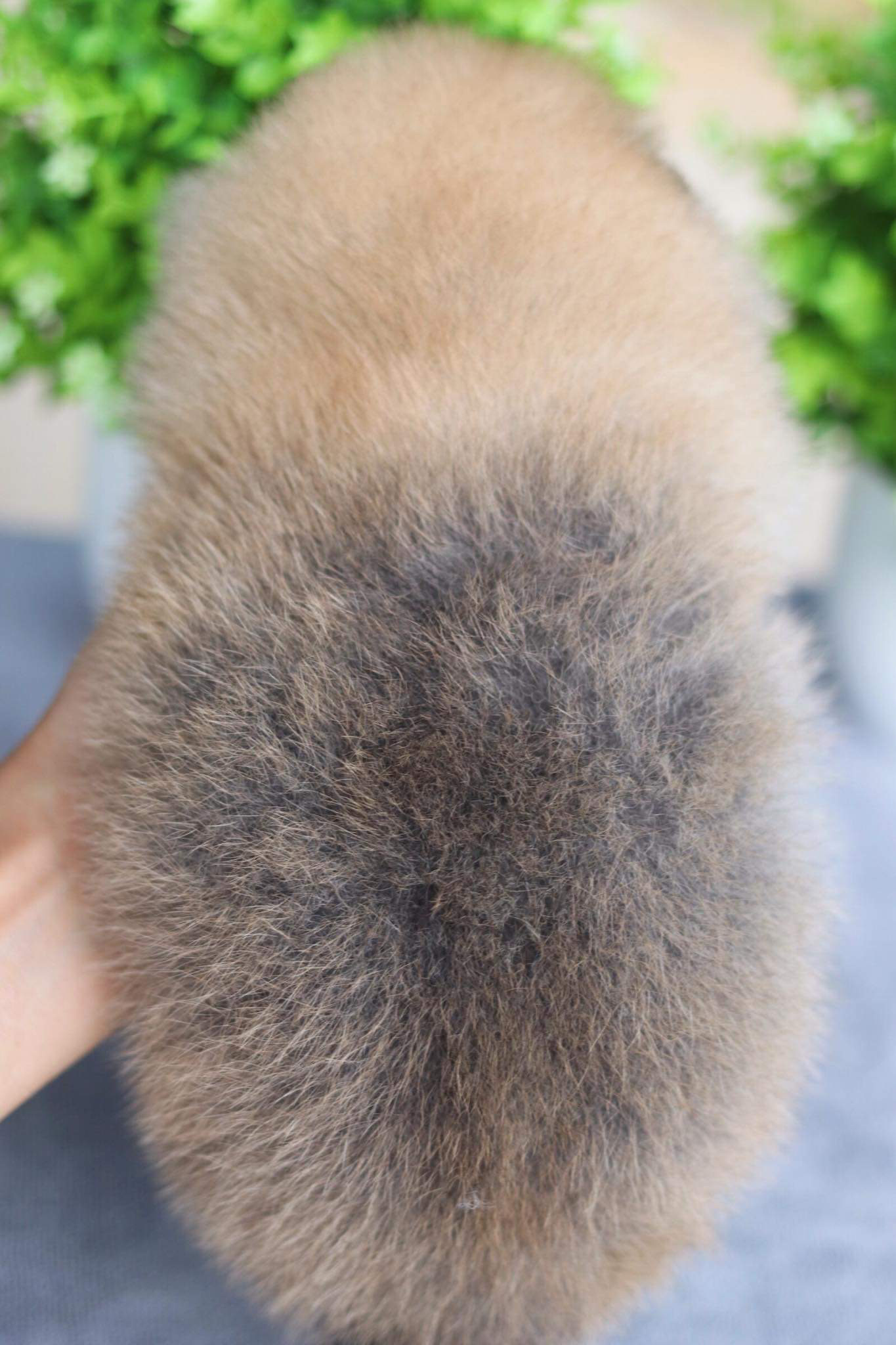 ปอมเมอเรเนียน เพศเมีย