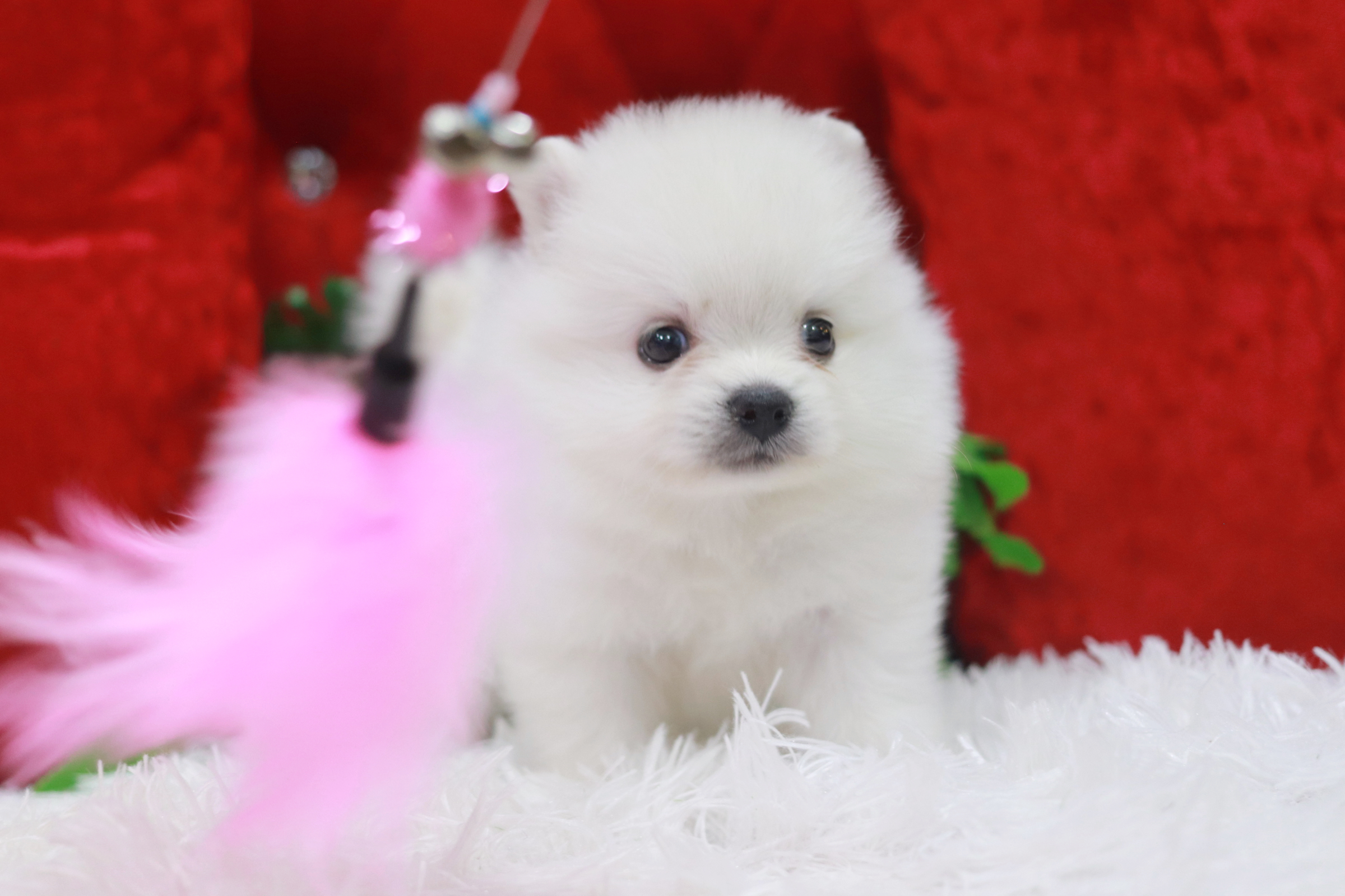 ปอมเมอเรเนียน เพศผู้ สีขาว