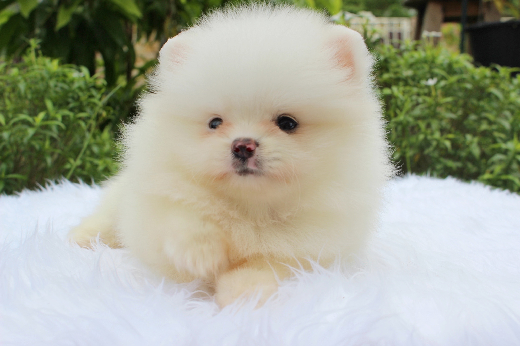 ปอมเมอเรเนียน เพศเมียขาวครีม