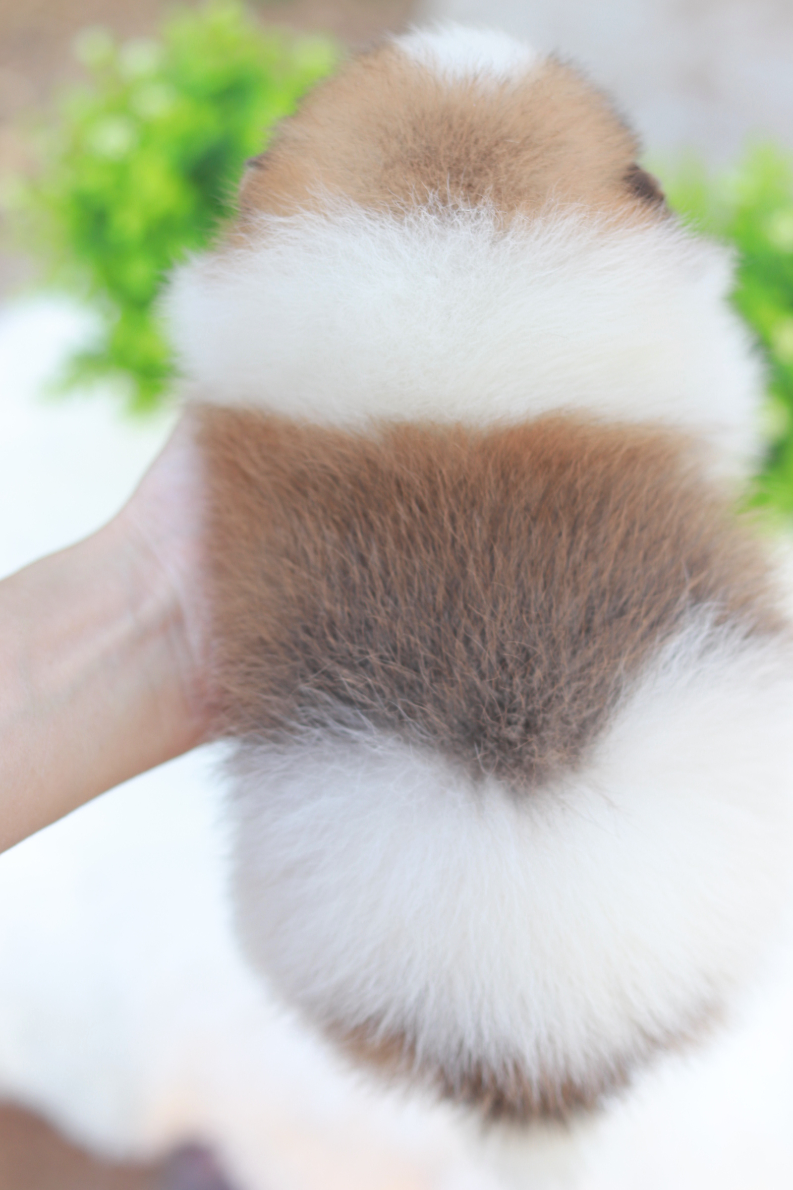 ปอมเมอเรเนียน เพศผู้แฟนซี