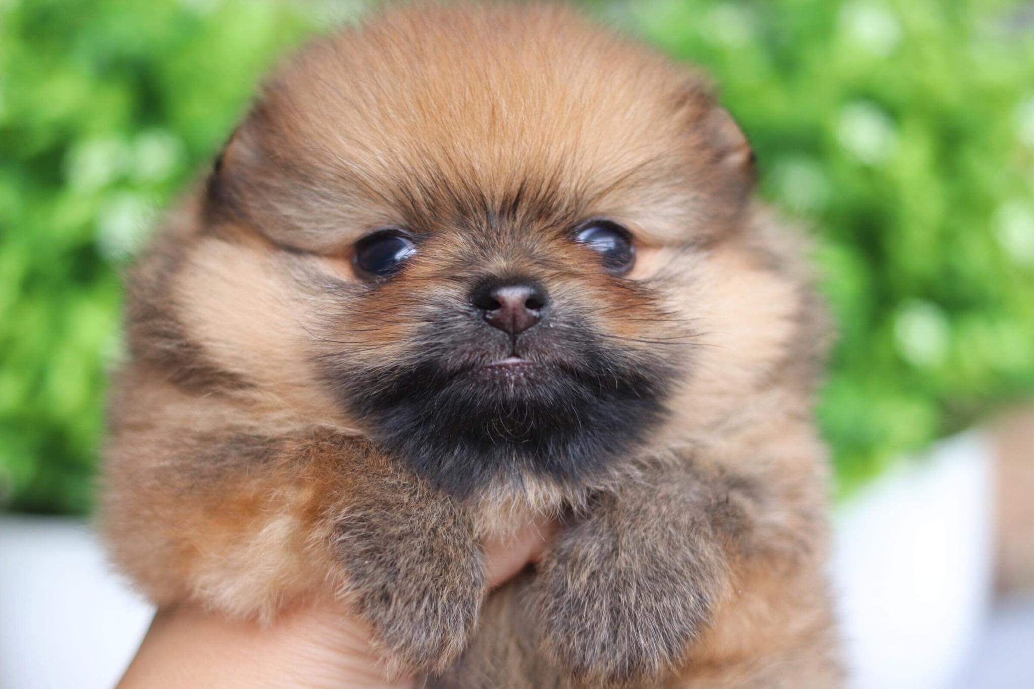 ปอมเมอเรเนียน เพศผู้