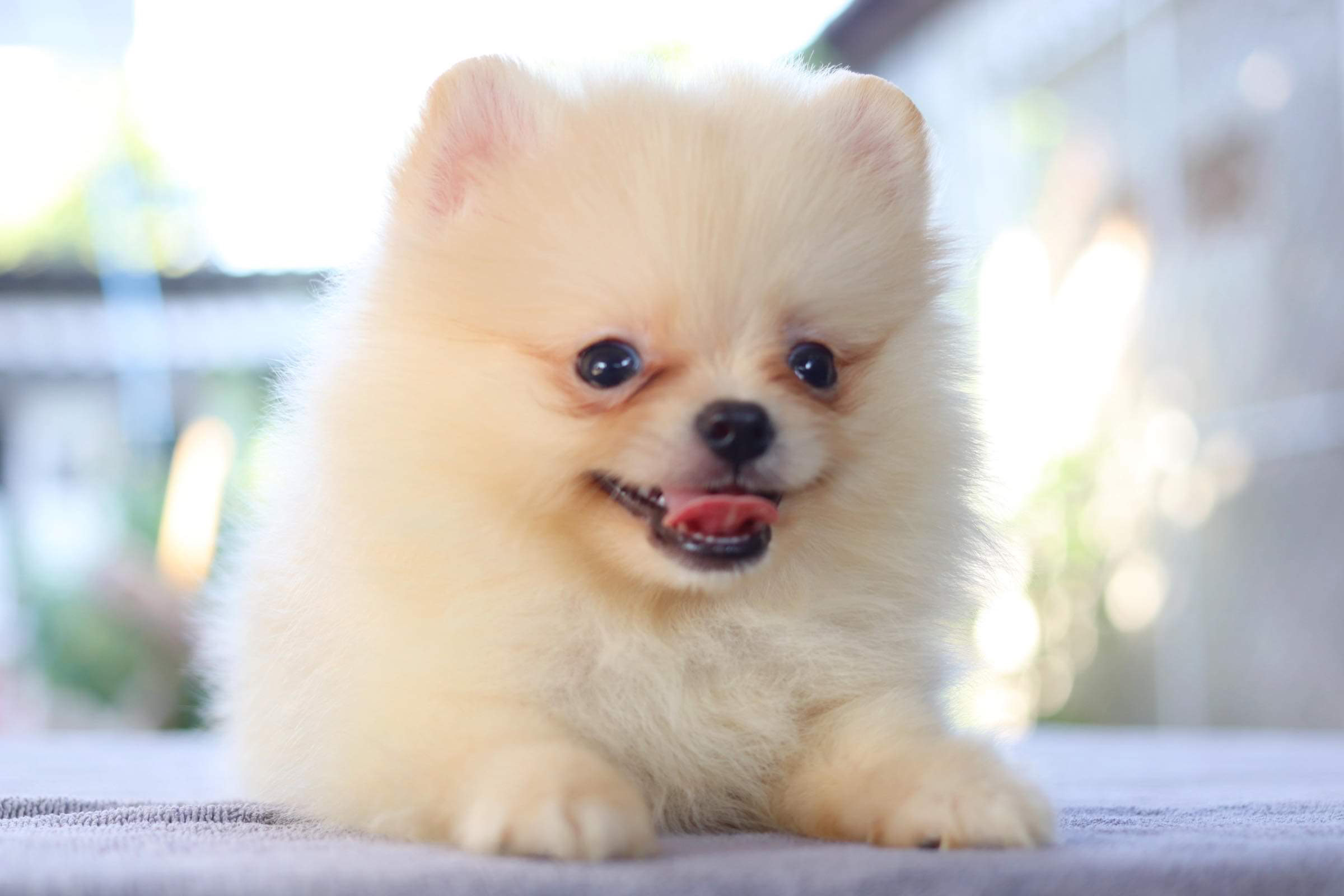 ปอมเมอเรเนียน เพศผู้