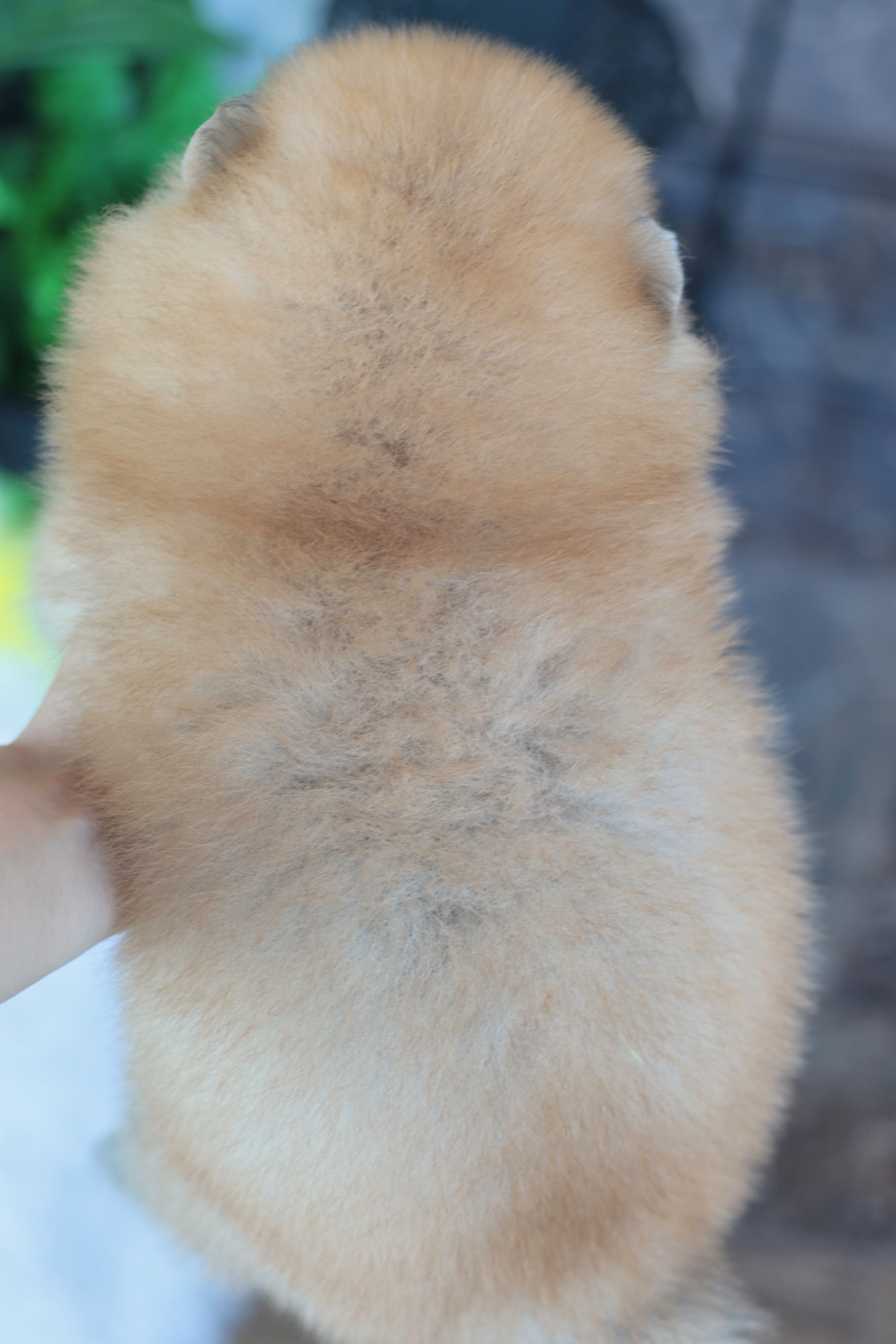 ปอมเมอเรเนียน เพศผู้สีส้ม