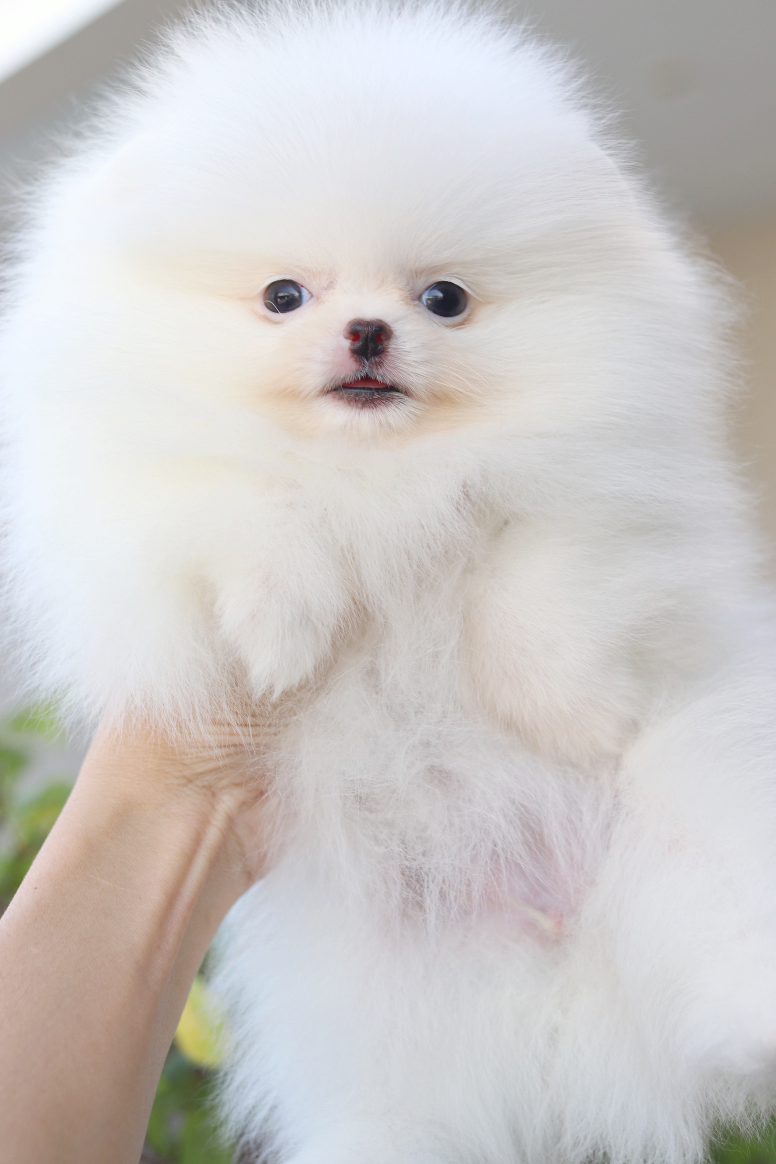 ปอมเมอเรเนียน เพศเมียสีขาวครีมเกรดโชว์