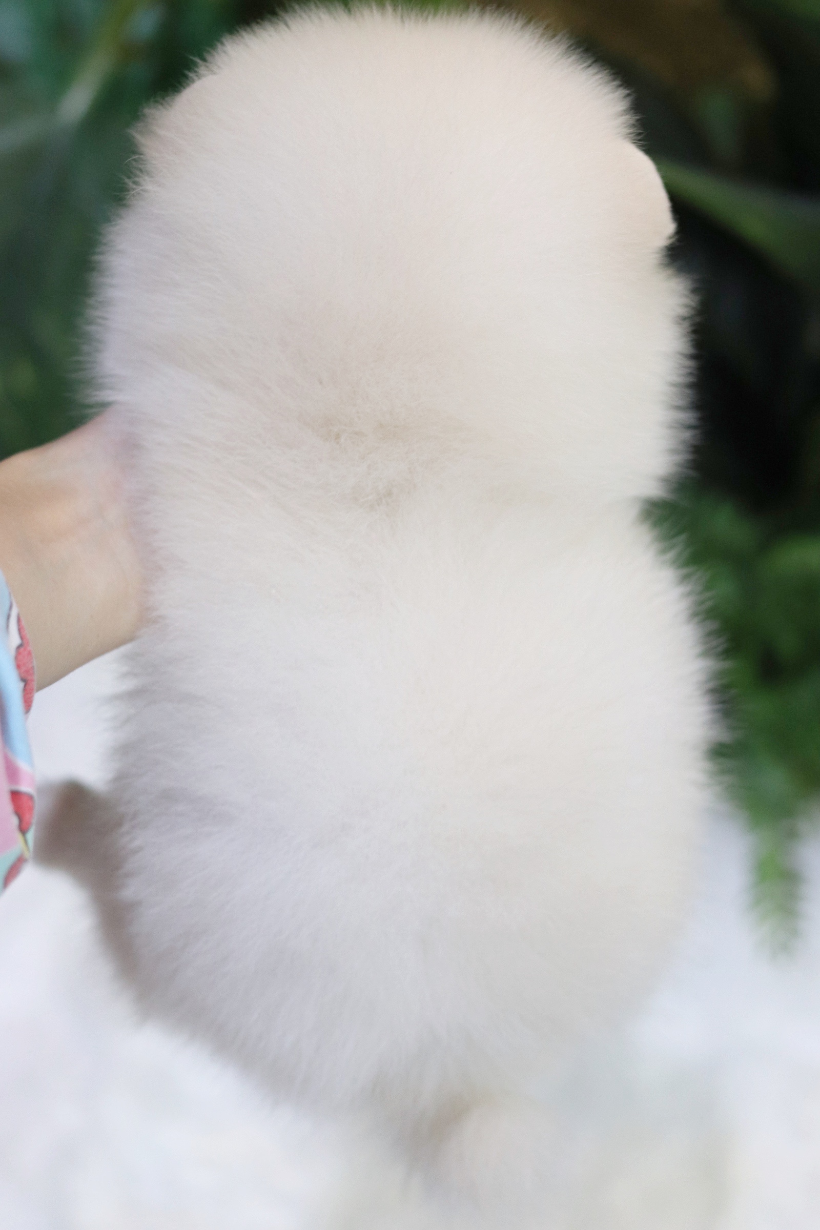 ปอมเมอเรเนียน เพศเมียสีขาวครีม