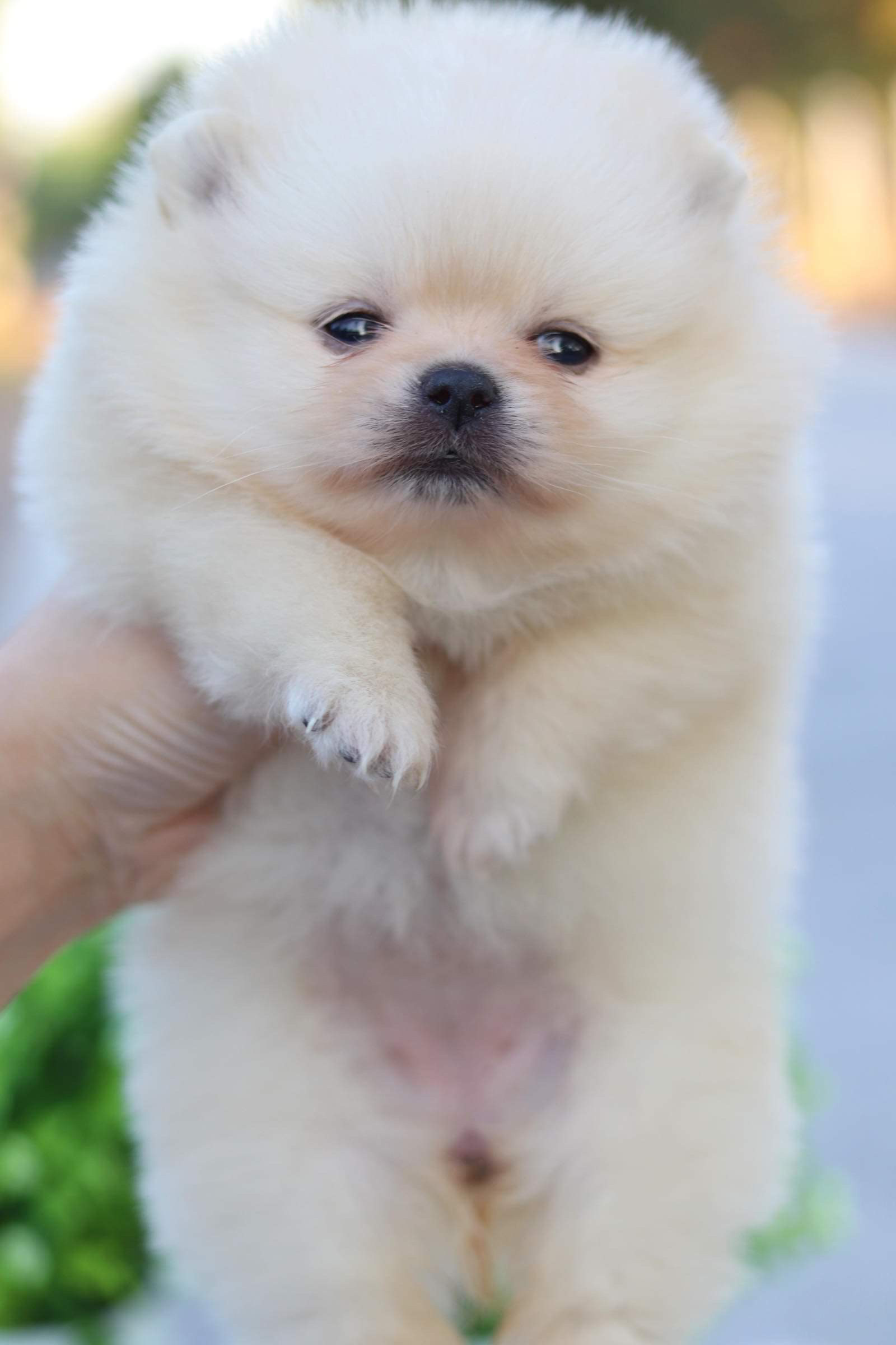 ปอมเมอเรเนียน เพศเมีย